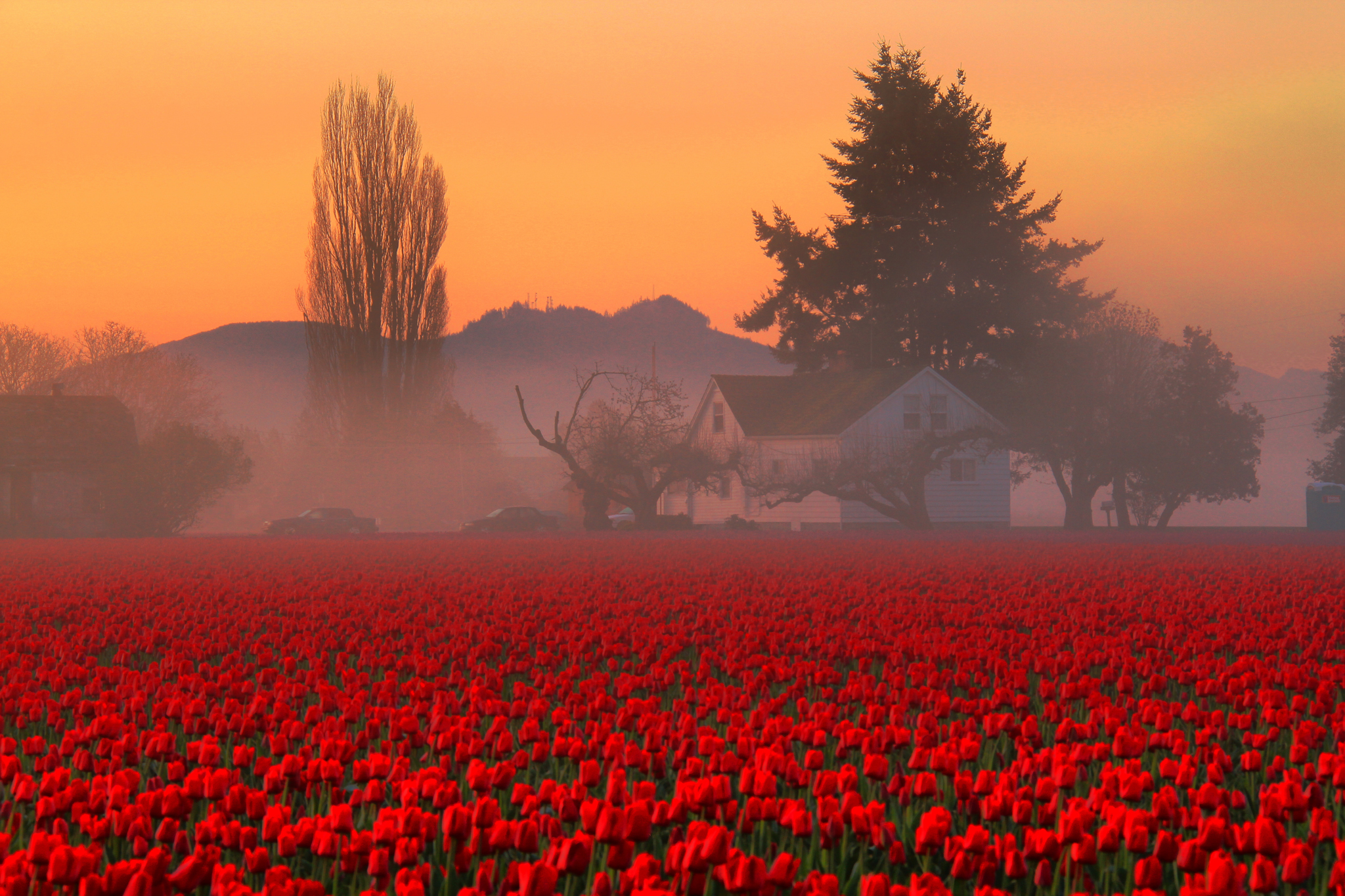 Free download wallpaper Flowers, Summer, House, Earth, Field, Tulip on your PC desktop