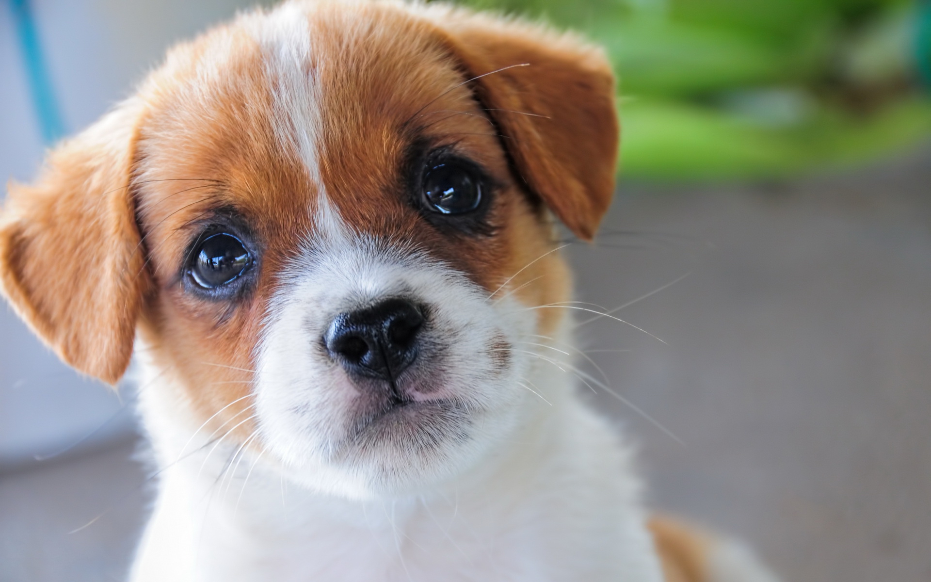 Téléchargez gratuitement l'image Animaux, Chiens, Chiot sur le bureau de votre PC