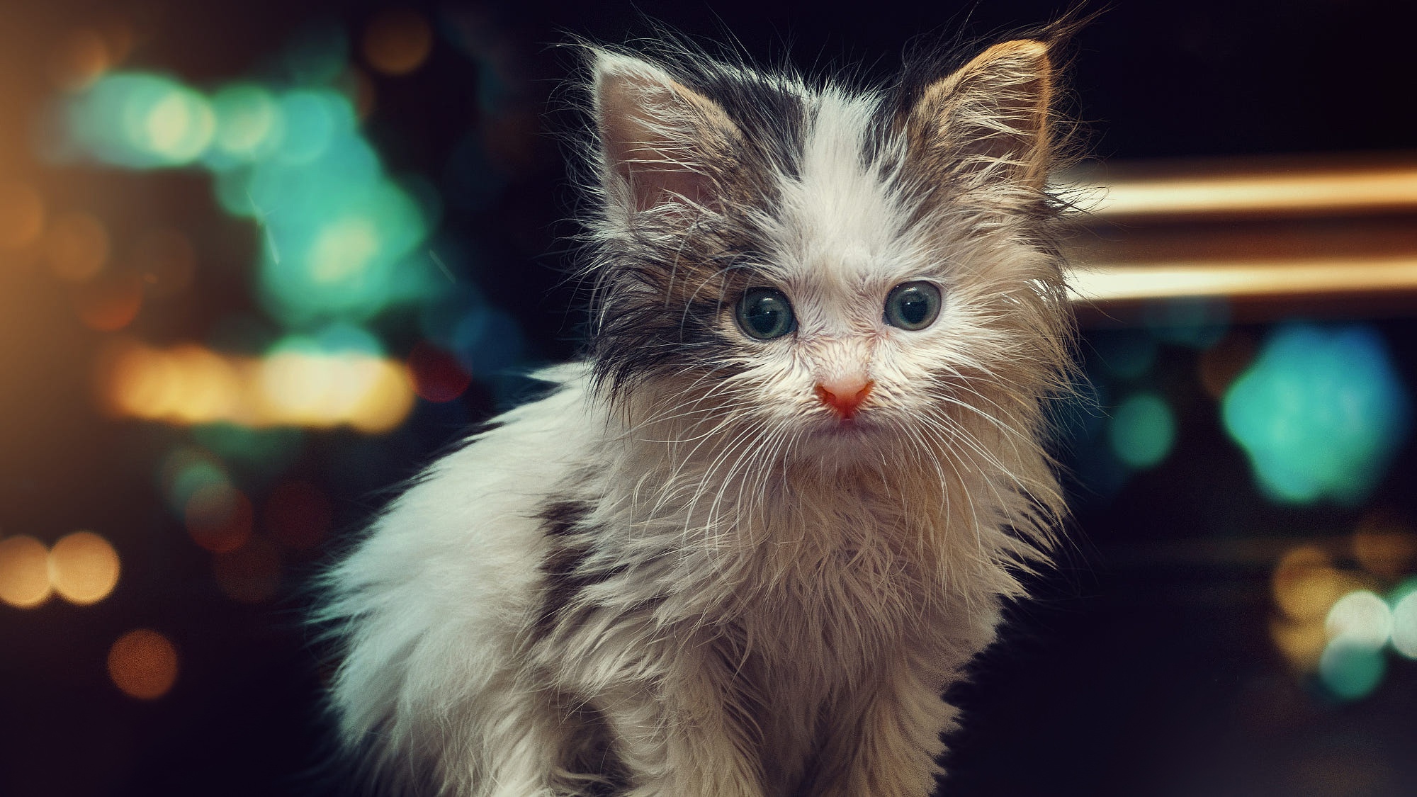 Download mobile wallpaper Cats, Cat, Kitten, Animal, Baby Animal for free.