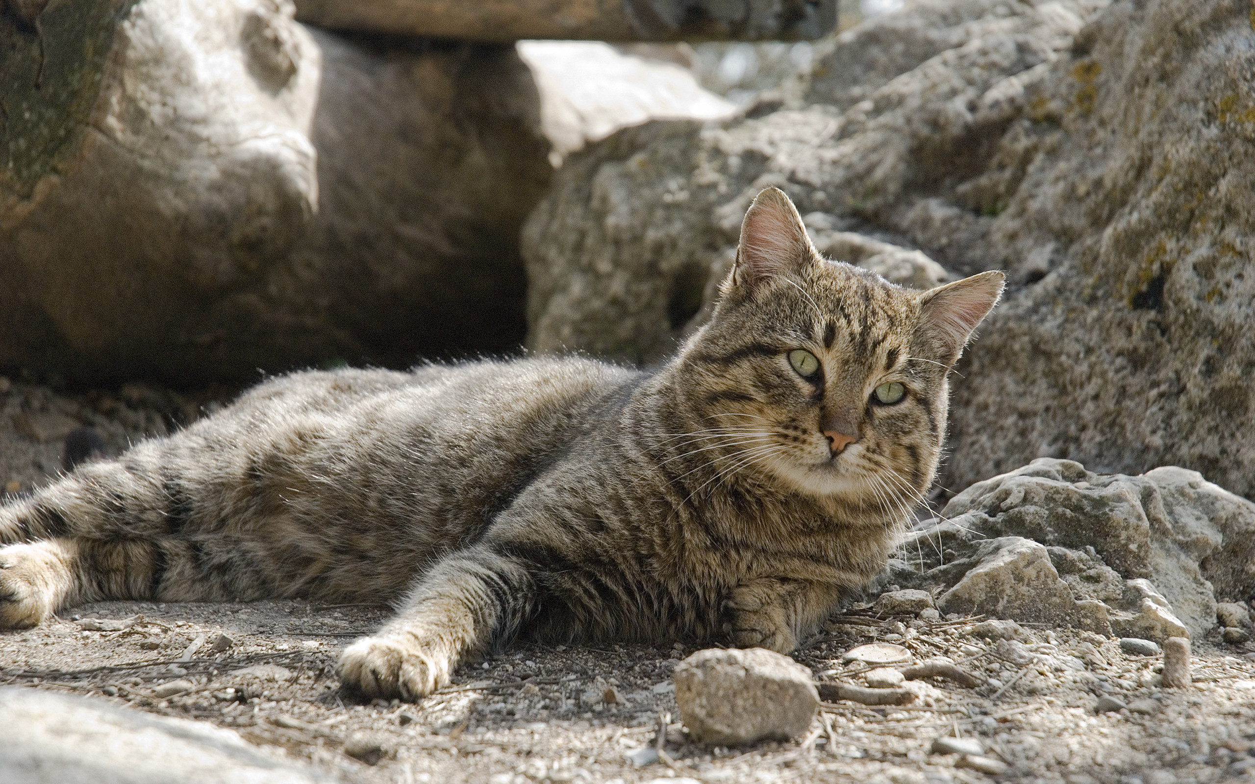 Descarga gratuita de fondo de pantalla para móvil de Animales, Gatos, Gato.