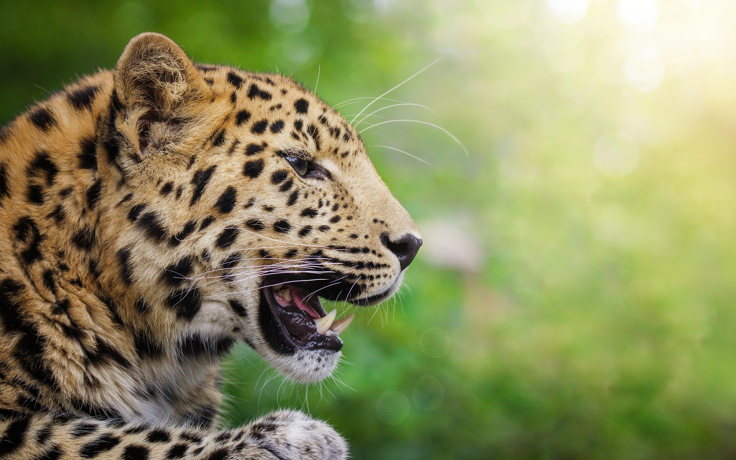 491315 скачать картинку животные, леопард, амурский леопард, профиль, кошки - обои и заставки бесплатно