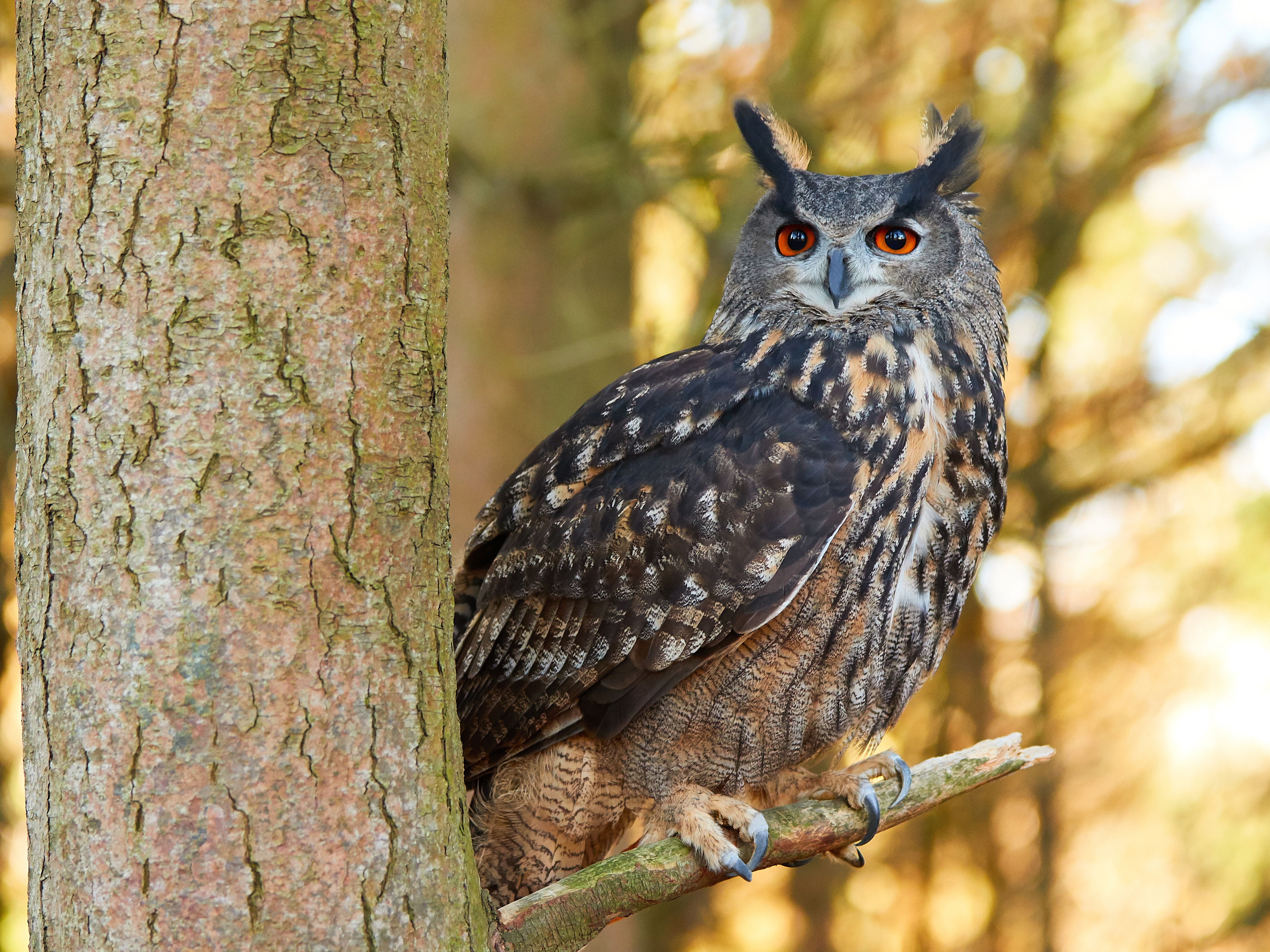 PCデスクトップに動物, 鳥, フクロウ画像を無料でダウンロード