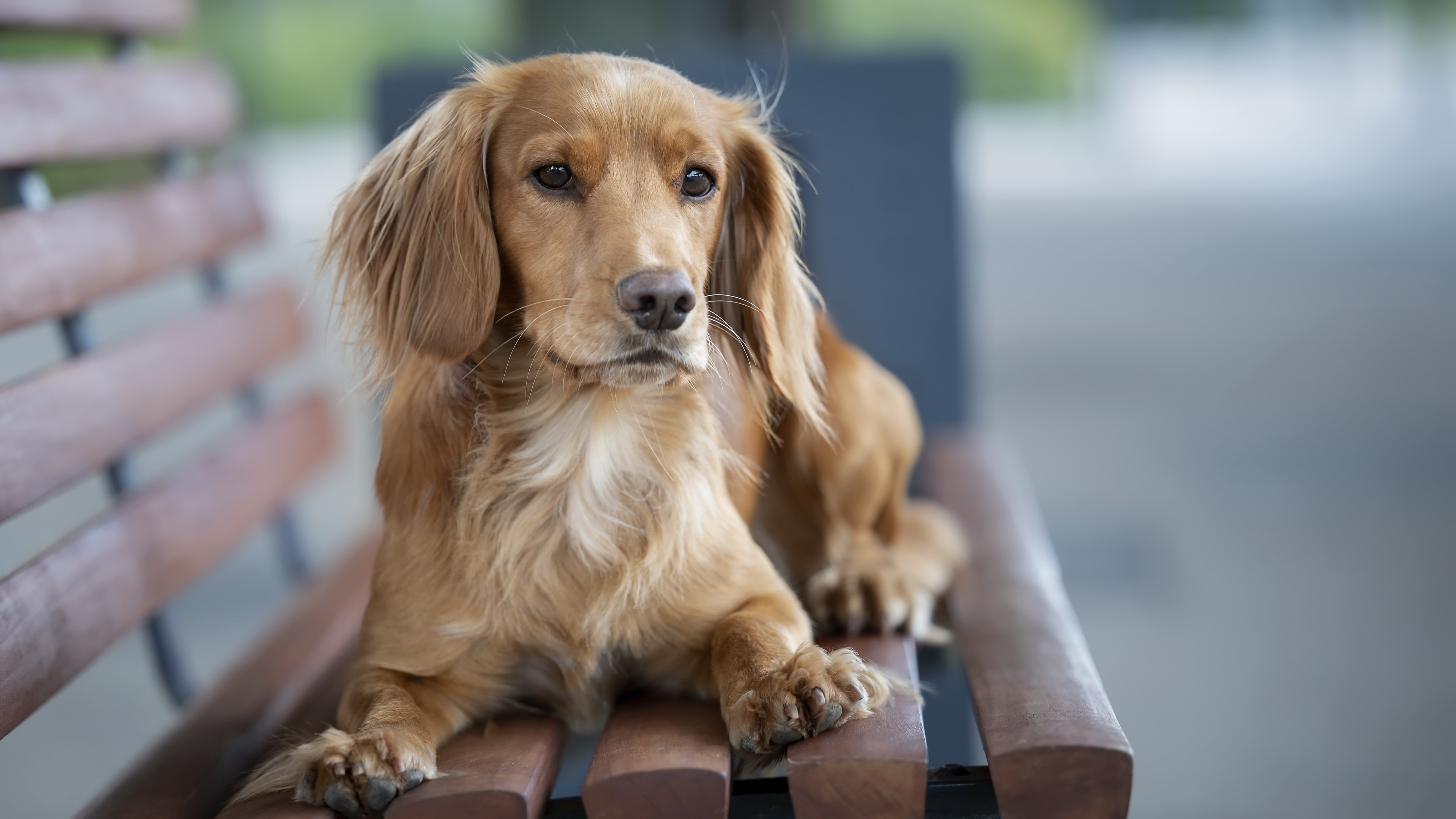 Téléchargez gratuitement l'image Animaux, Chiens, Chien sur le bureau de votre PC