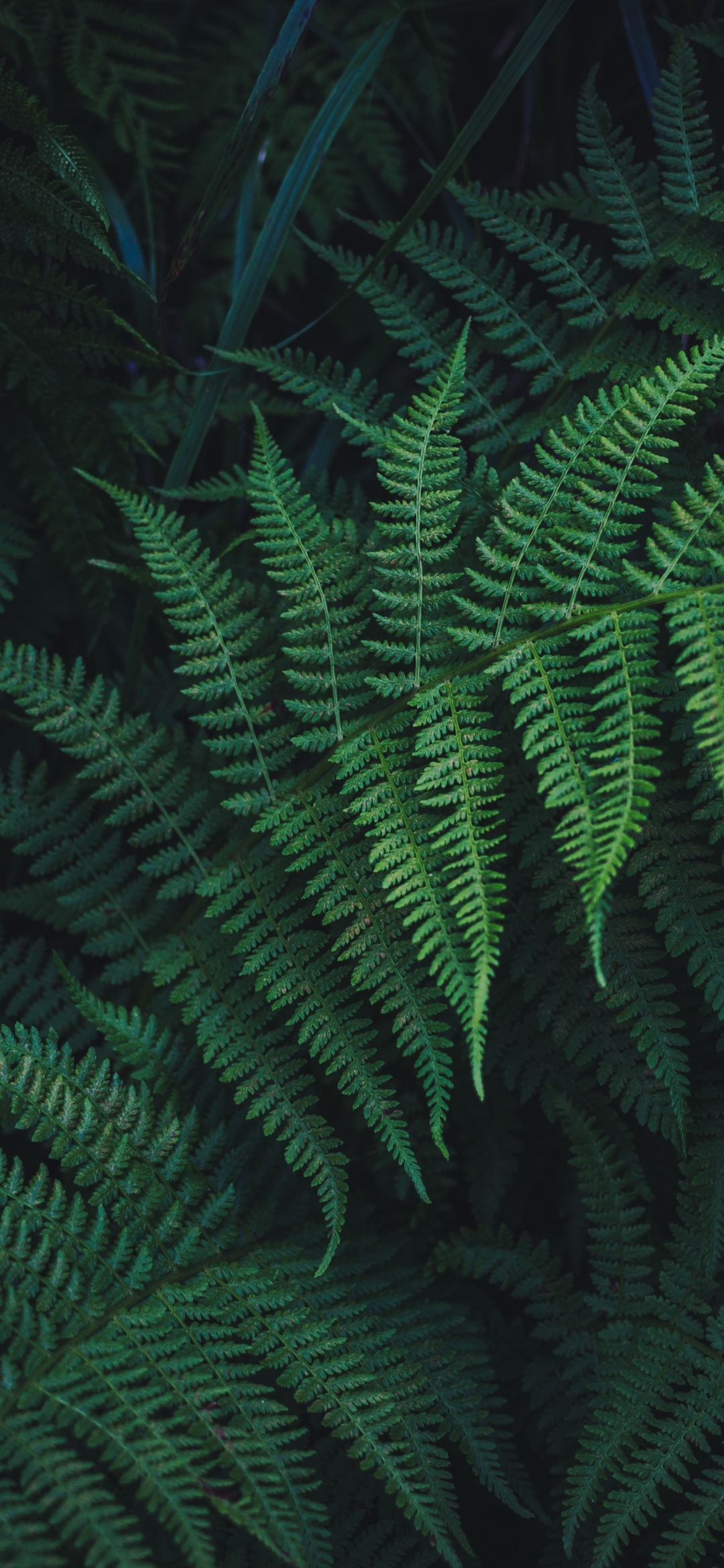 Download mobile wallpaper Nature, Fern, Earth, Greenery for free.