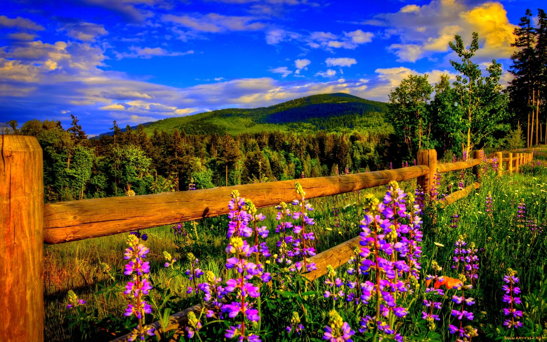 Laden Sie das Landschaft, Blumen, Mountains, Clouds-Bild kostenlos auf Ihren PC-Desktop herunter