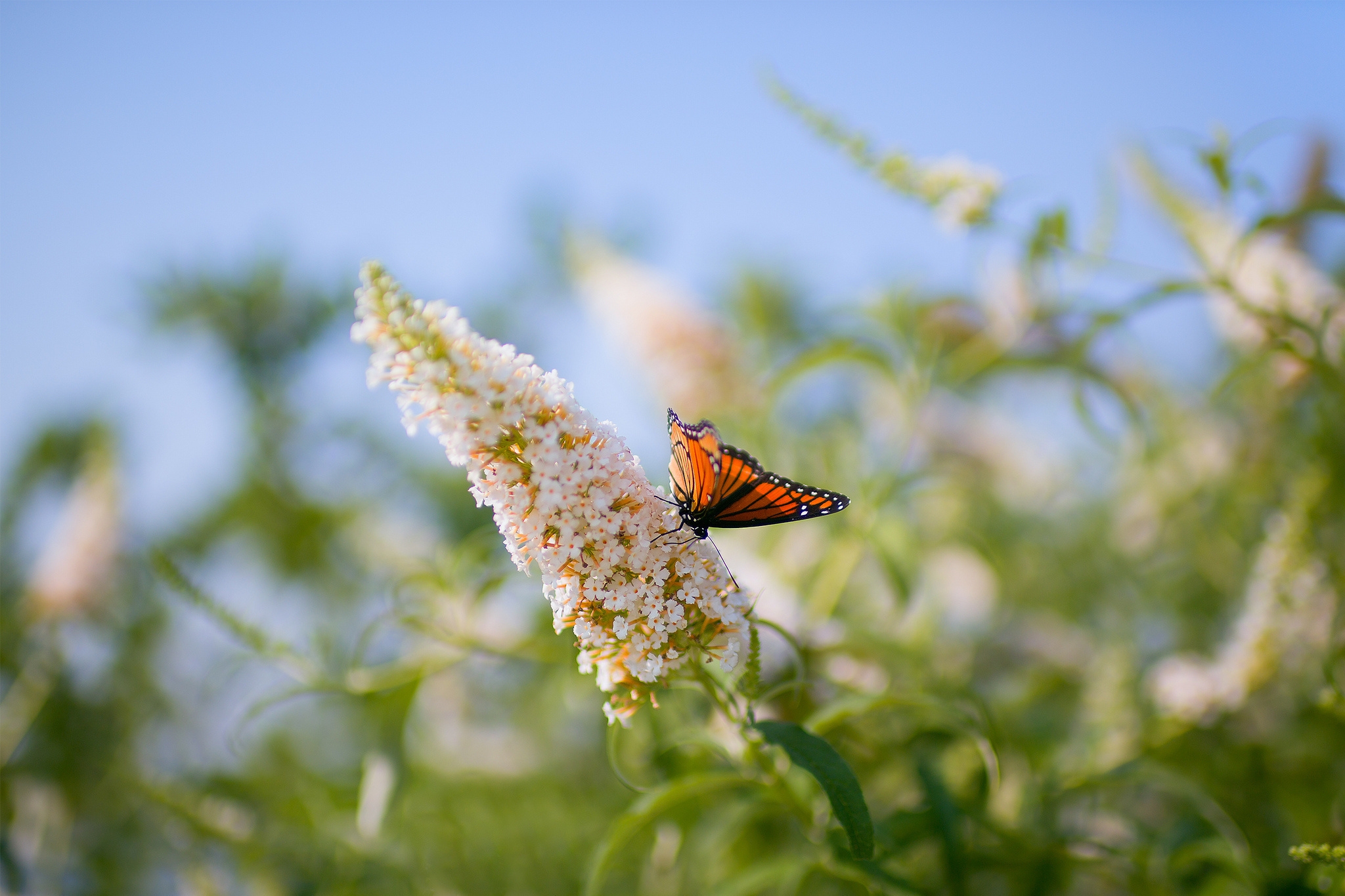 Laden Sie das Patterns, Grass, Insekt, Blätter, Schmetterling, Tiere-Bild kostenlos auf Ihren PC-Desktop herunter