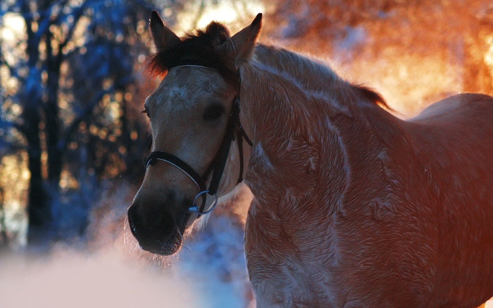 Скачать картинку Животные, Зима, Туман, Лошадь в телефон бесплатно.
