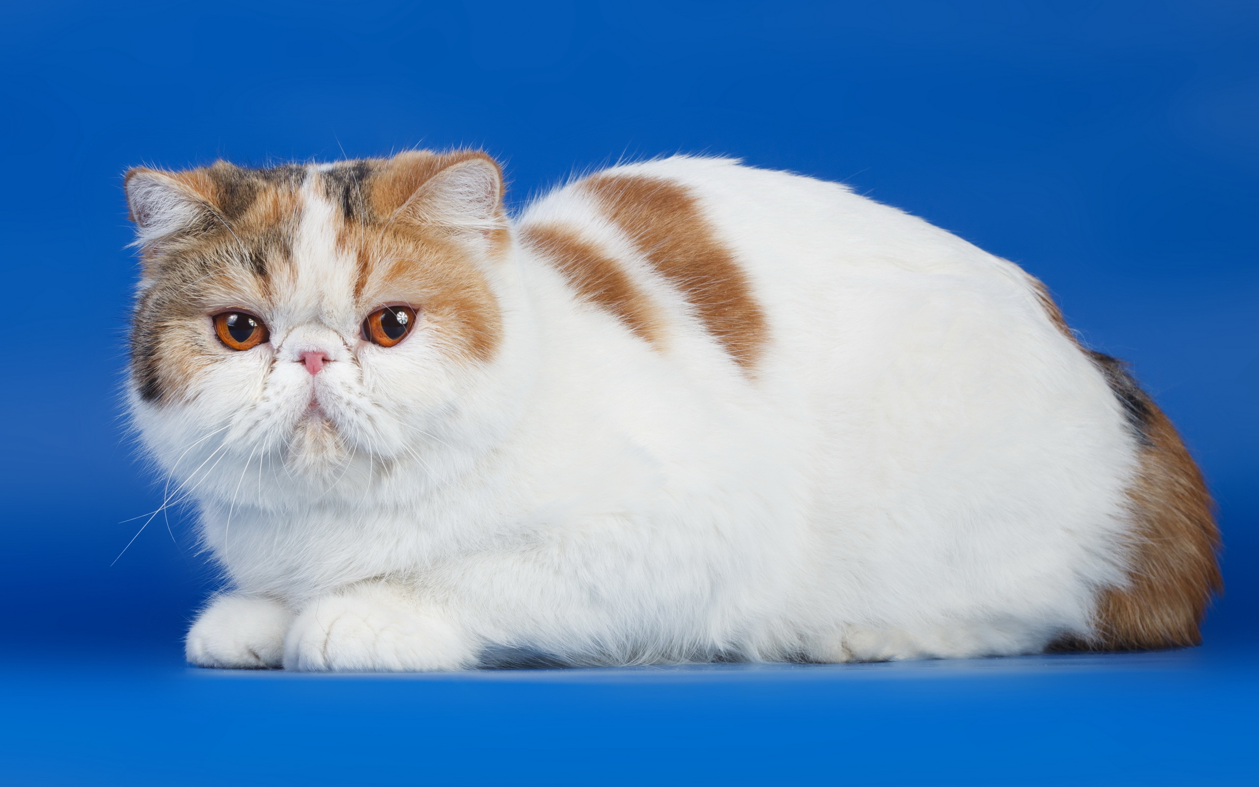 286919 скачать обои персидская кошка, животные, кошки - заставки и картинки бесплатно