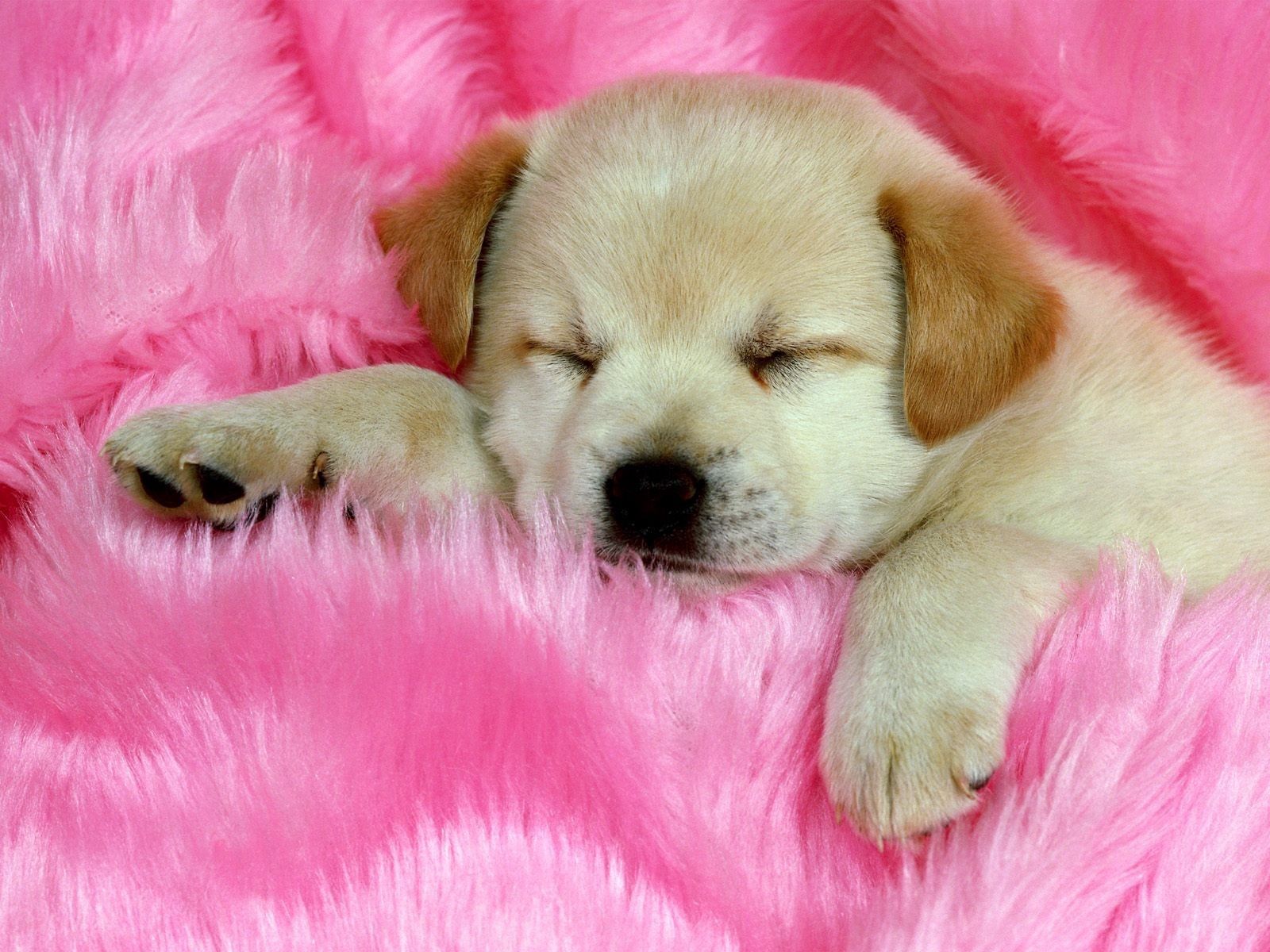 animals, muzzle, puppy, sleep, dream, fur
