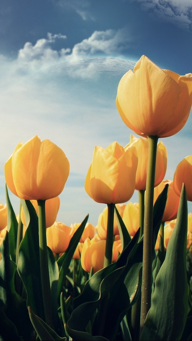 Download mobile wallpaper Flowers, Earth, Tulip for free.