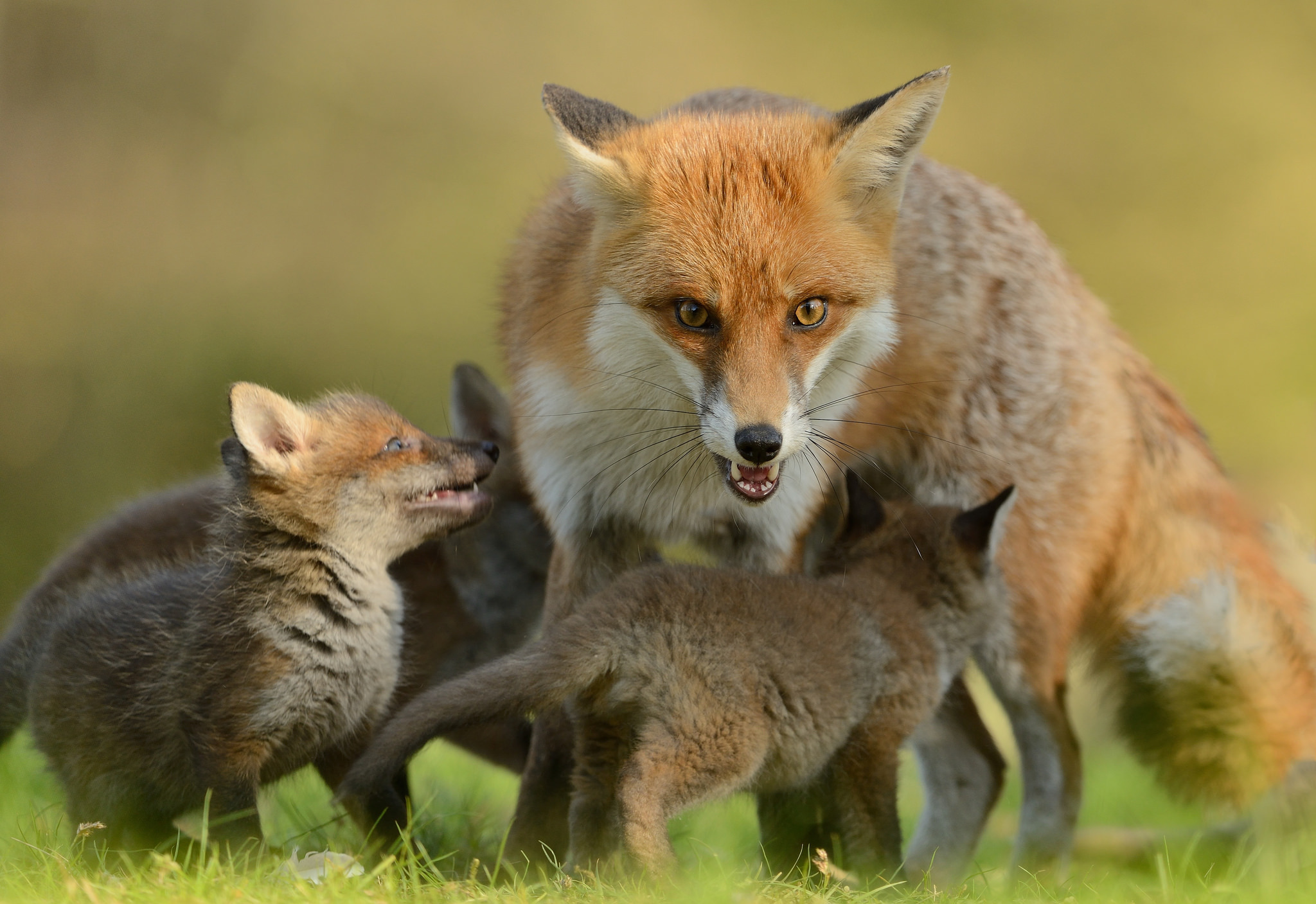 PCデスクトップに動物, 狐, 赤ちゃん動物, カブ画像を無料でダウンロード