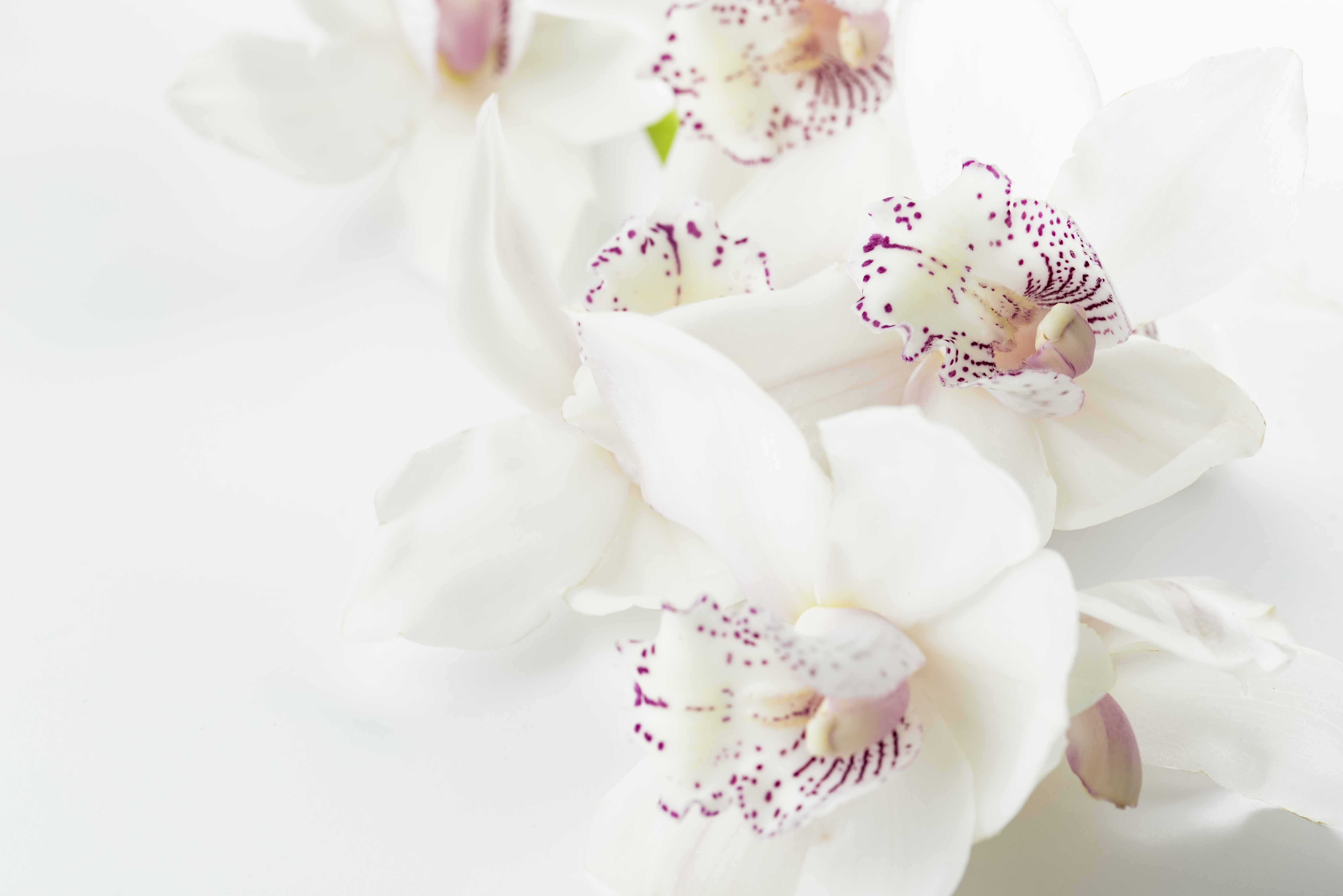 83500 Bild herunterladen spots, orchideen, blumen, flecken, knospen - Hintergrundbilder und Bildschirmschoner kostenlos