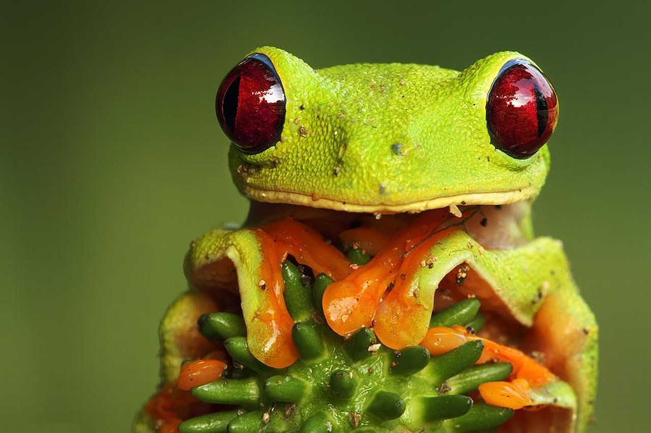 1446904 descargar fondo de pantalla animales, rana verde de ojos rojos: protectores de pantalla e imágenes gratis