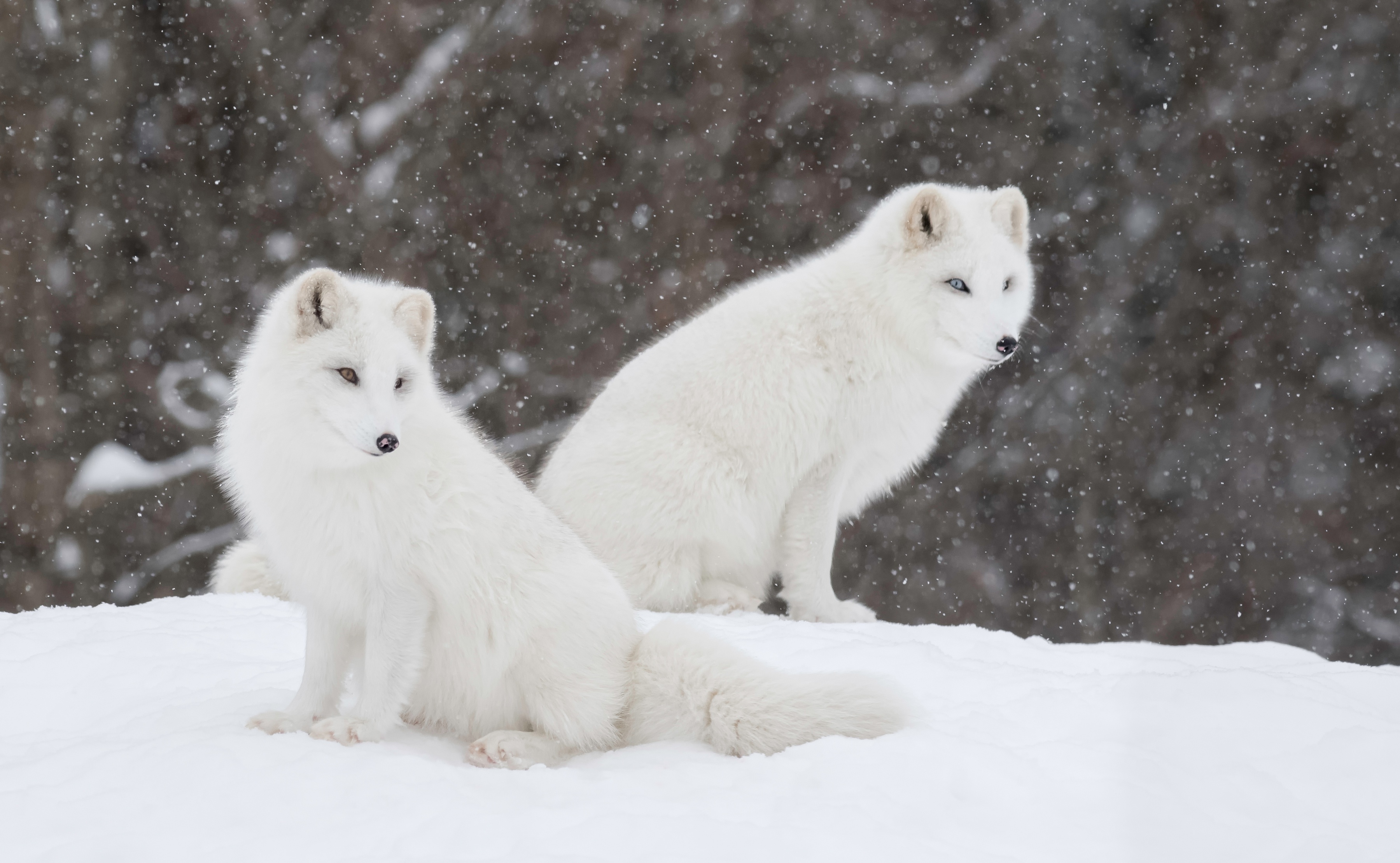 Baixe gratuitamente a imagem Animais, Inverno, Cães, Neve, Raposa, Queda De Neve, Raposa Do Ártico na área de trabalho do seu PC