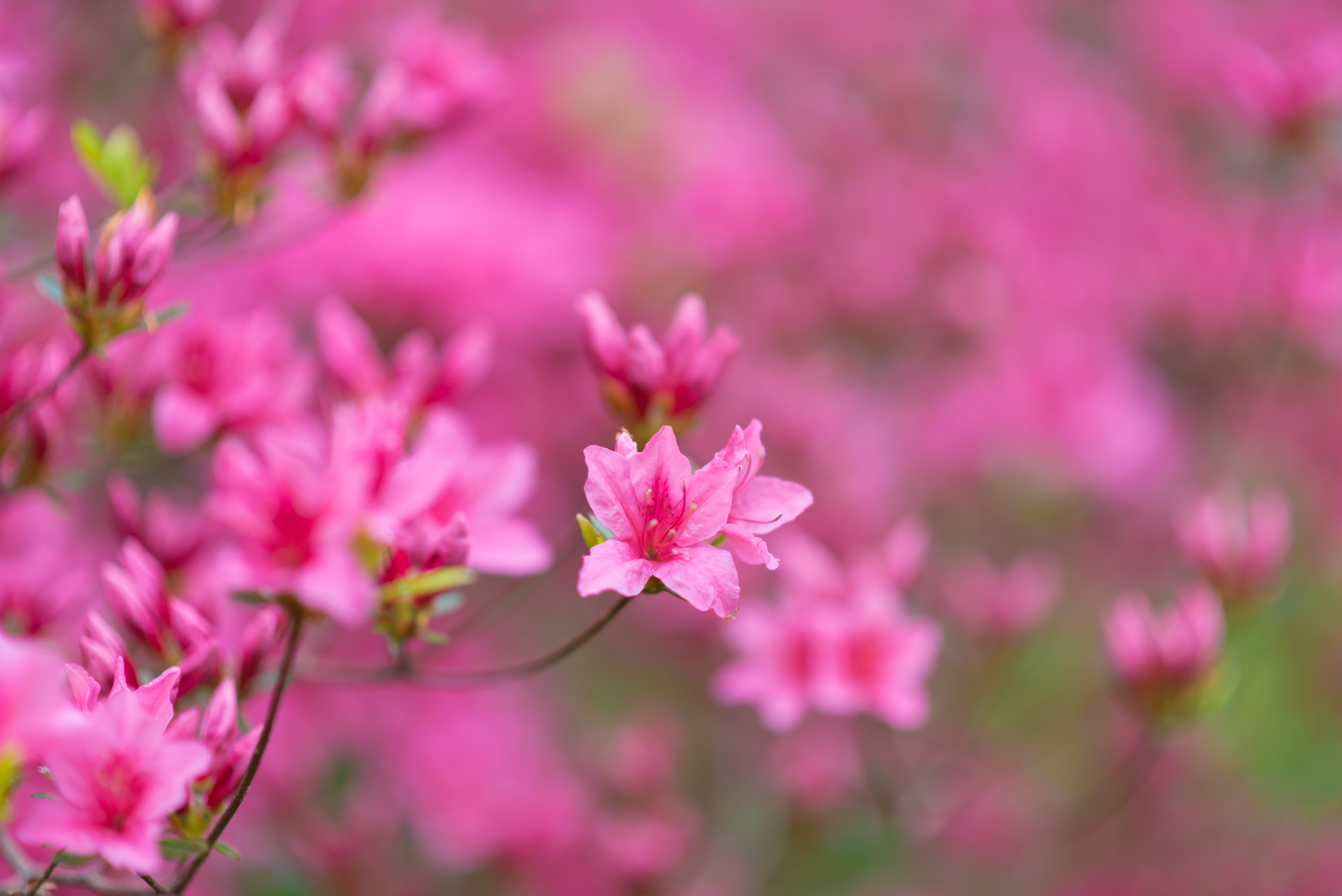 Free download wallpaper Flowers, Pink, Branches, Bloom, Flowering on your PC desktop