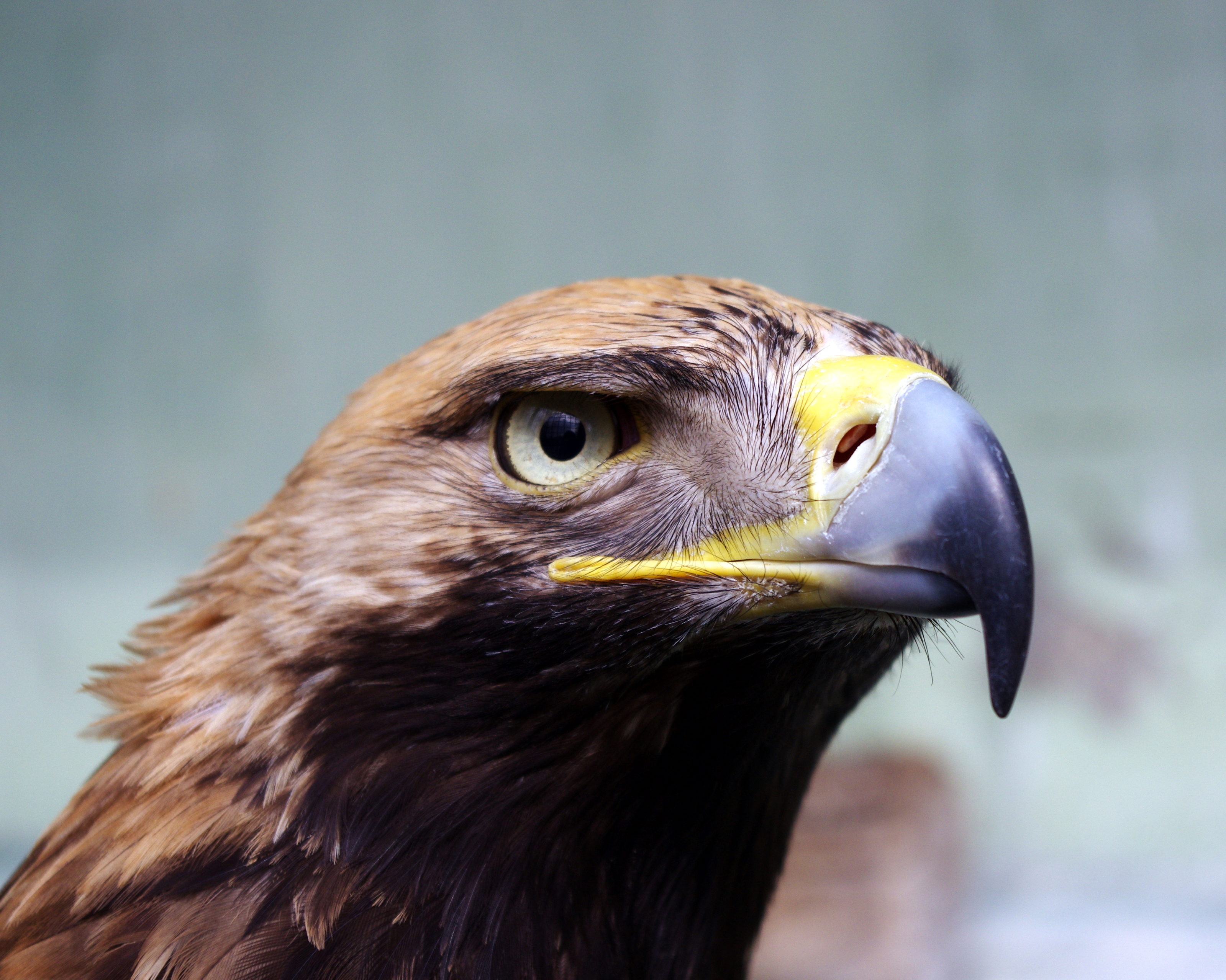 無料モバイル壁紙動物, 鳥, 嘴, 鷲, 猛禽をダウンロードします。