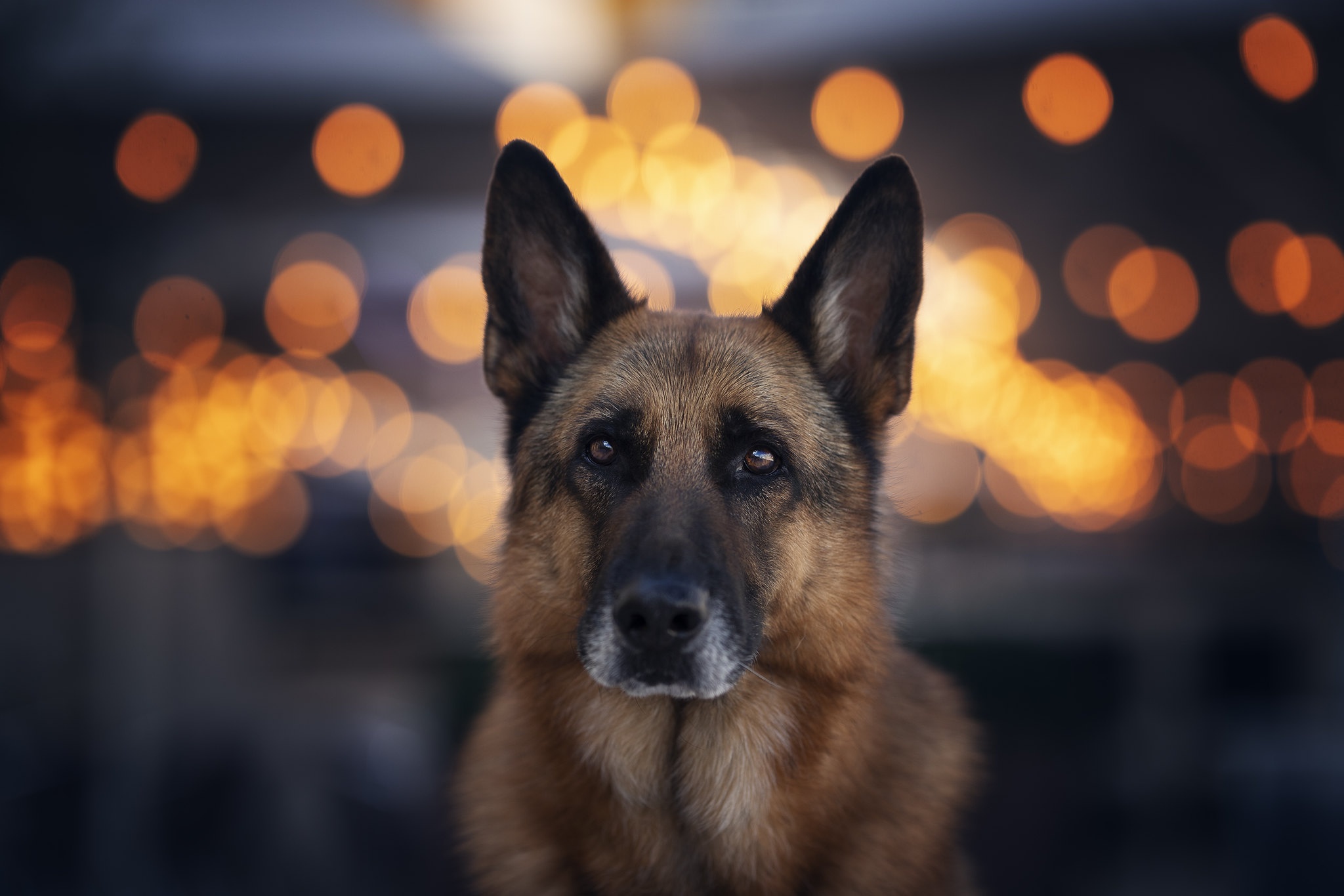 Download mobile wallpaper Dogs, Dog, Animal, Bokeh, German Shepherd for free.