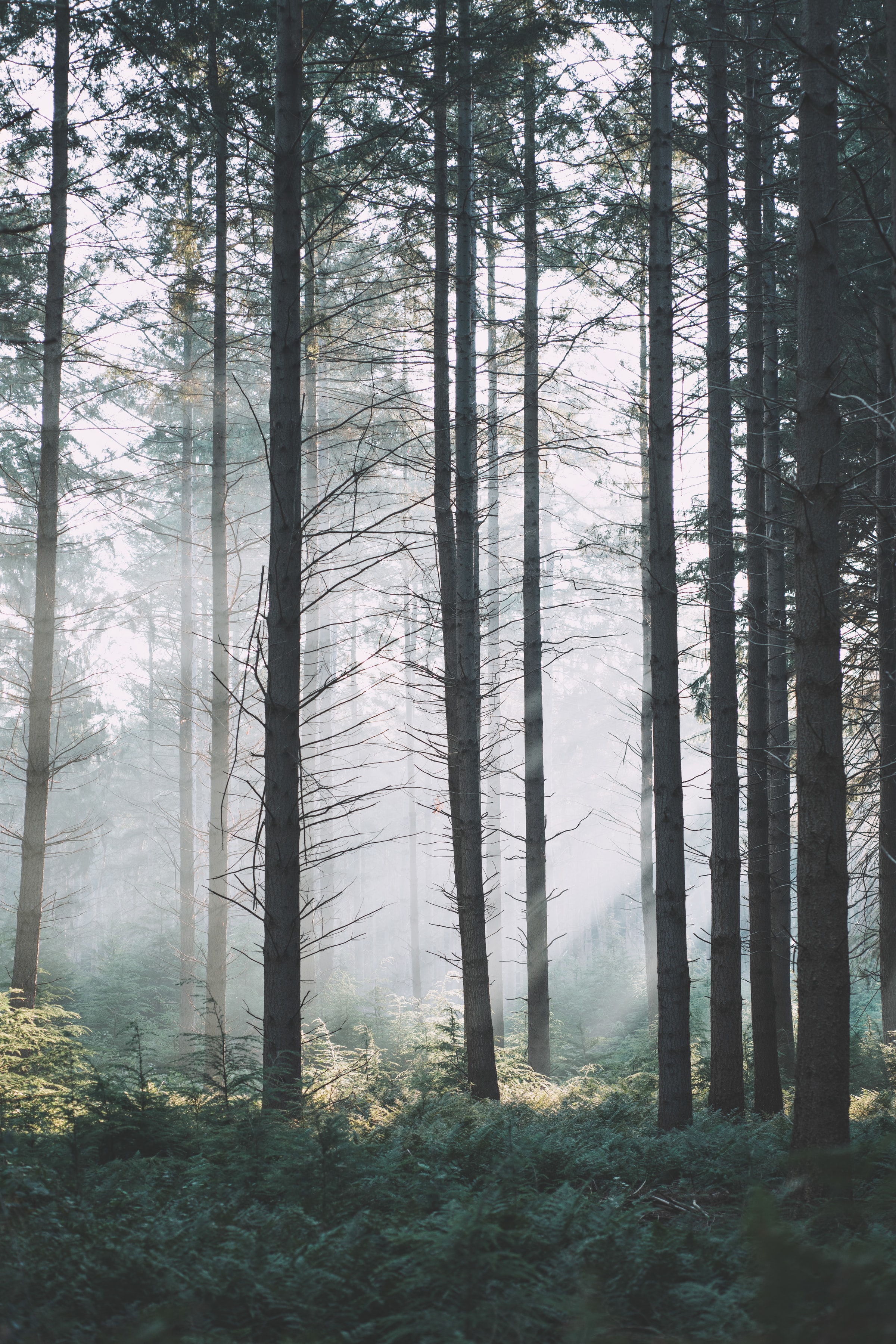 Free download wallpaper Trees, Fog, Branches, Spruce, Fir, Nature, Forest on your PC desktop