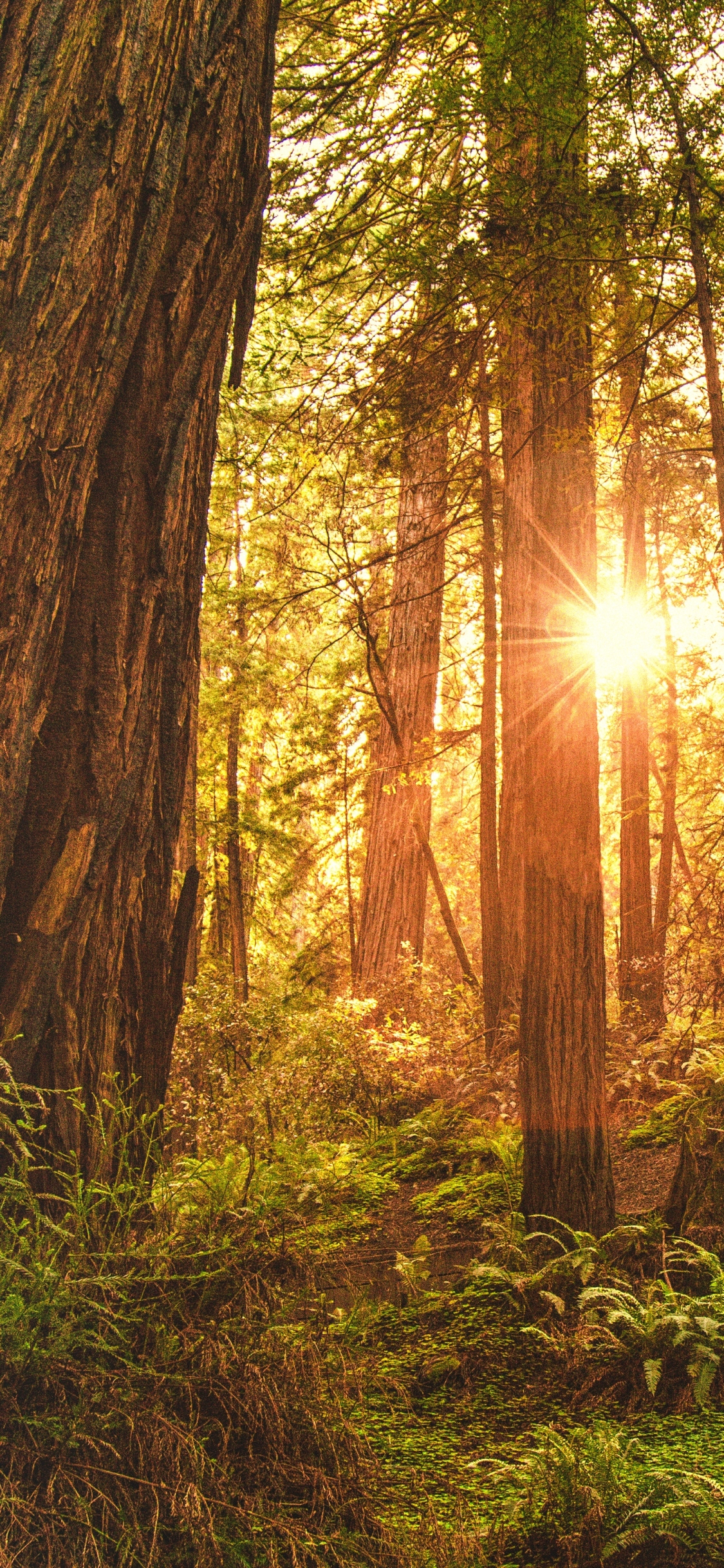 Download mobile wallpaper Sun, Forest, Earth, Redwood for free.