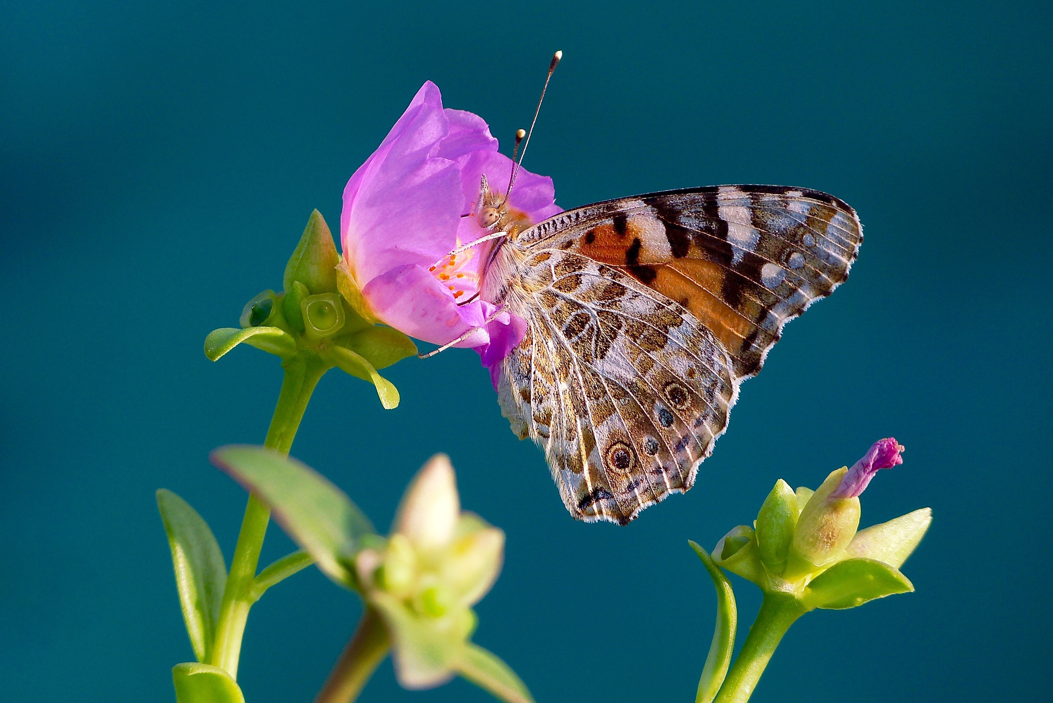 Handy-Wallpaper Tiere, Schmetterlinge, Blume, Makro, Insekt, Pinke Blume kostenlos herunterladen.