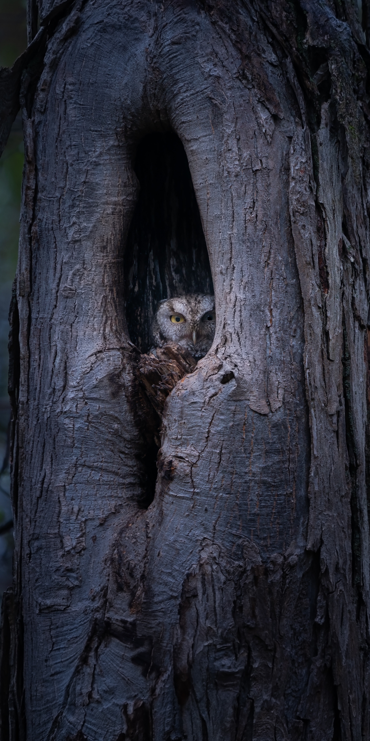 Descarga gratuita de fondo de pantalla para móvil de Animales, Búho, Aves.