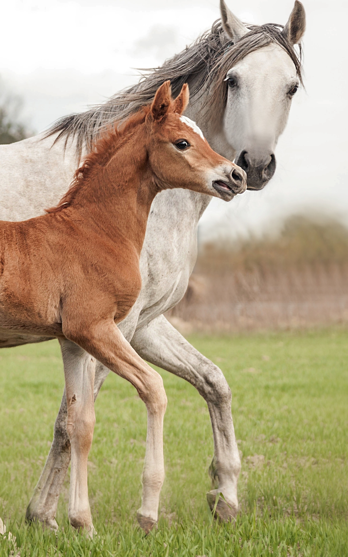 Download mobile wallpaper Animal, Horse, Foal, Baby Animal for free.