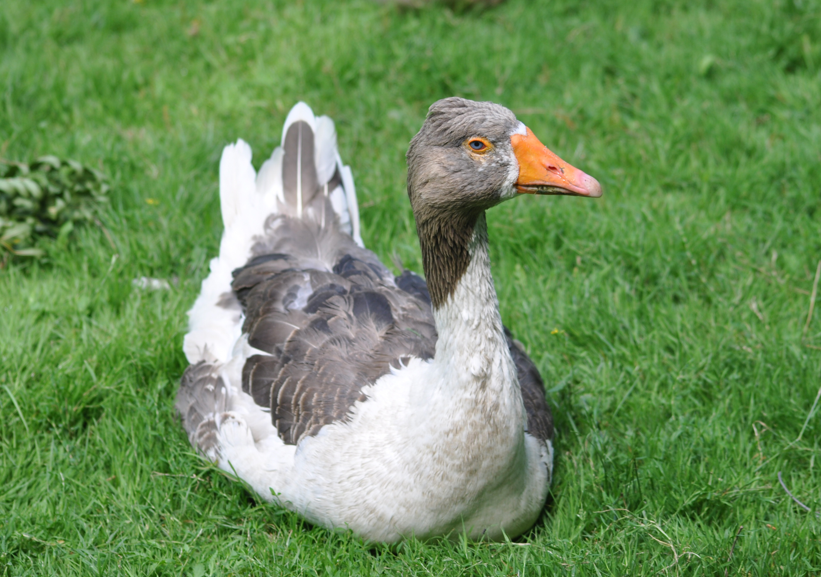 Baixe gratuitamente a imagem Animais, Aves, Pássaro na área de trabalho do seu PC