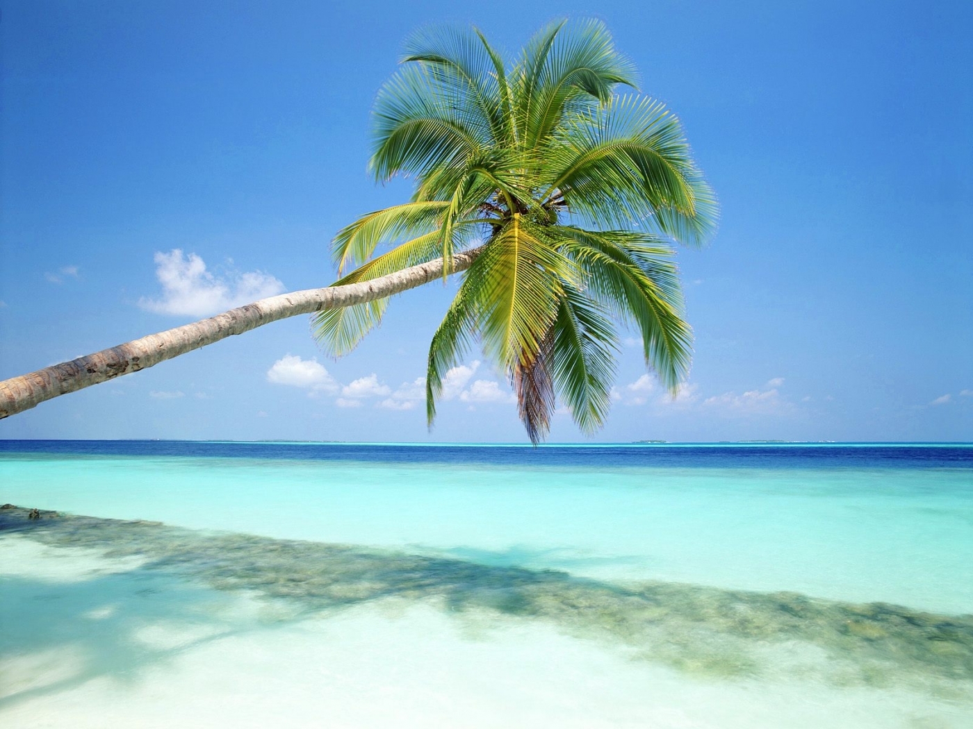 25818 скачать картинку пальмы, растения, пляж, пейзаж, море - обои и заставки бесплатно