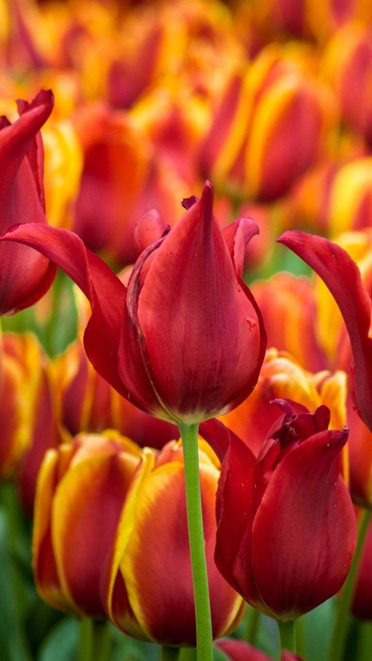 Descarga gratuita de fondo de pantalla para móvil de Flores, Tierra, Campo, Tulipán, Flor Roja, Tierra/naturaleza.