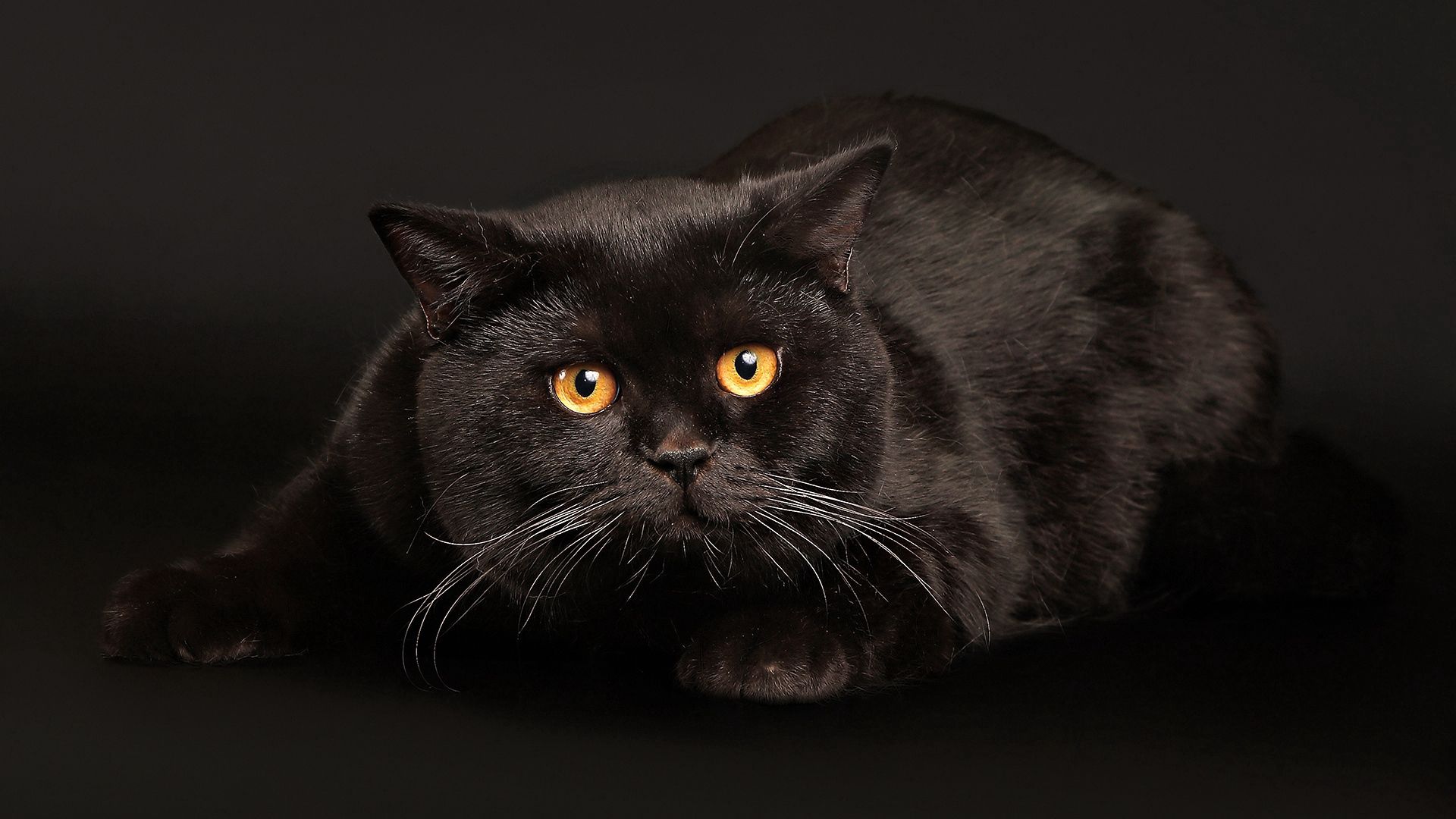 62303 завантажити шпалери тварини, кіт, кішка, лежати, брехати, темний фон, темне тло, переляк, страх, чорний кіт, чорна кішка - заставки і картинки безкоштовно