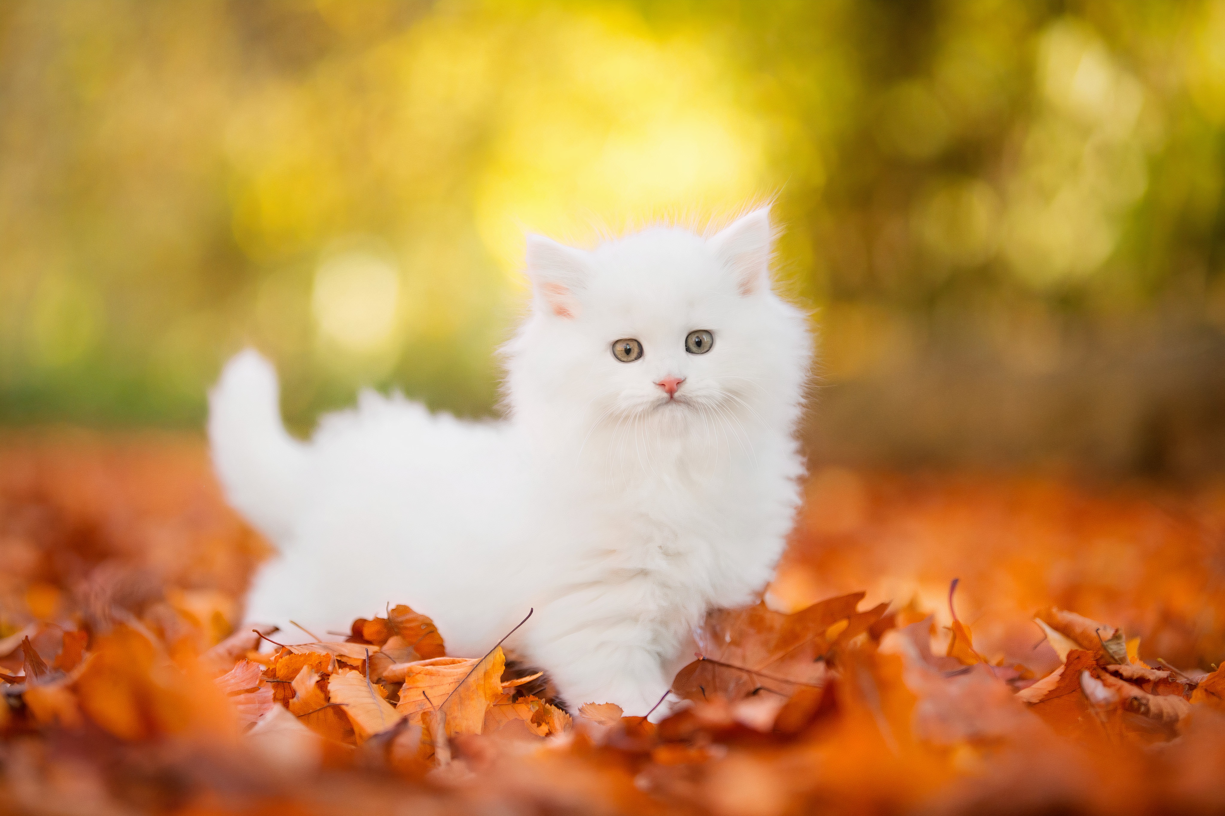 Download mobile wallpaper Cats, Kitten, Animal, Persian Cat, Baby Animal for free.