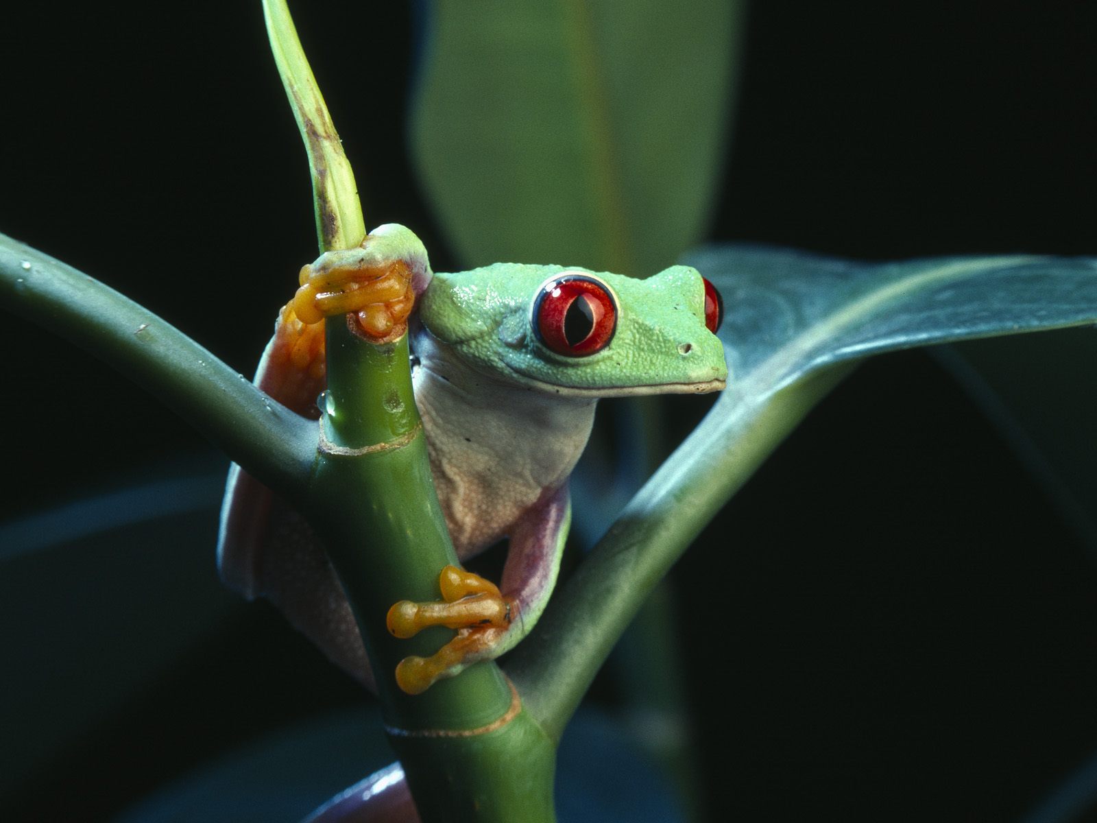 frogs, animal, red eyed tree frog, frog