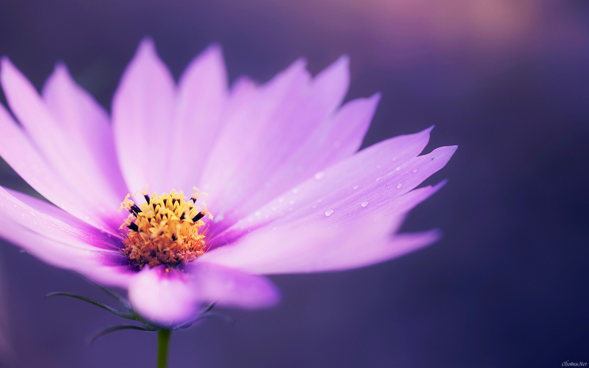 Descarga gratuita de fondo de pantalla para móvil de Flores, Flor, Tierra/naturaleza.