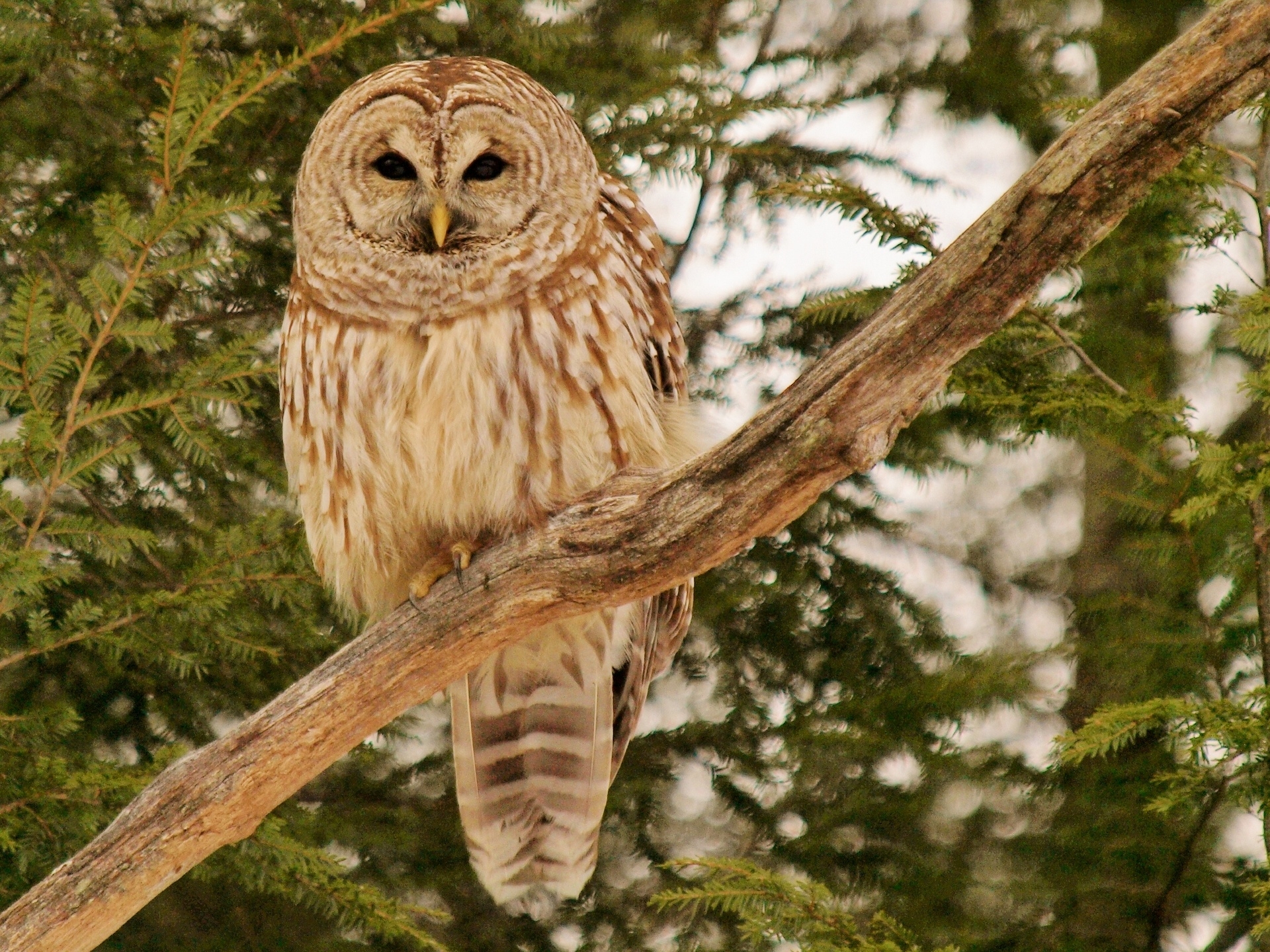 Download mobile wallpaper Branches, Wood, Animals, Predator, Tree, Bird, Feather, Owl for free.