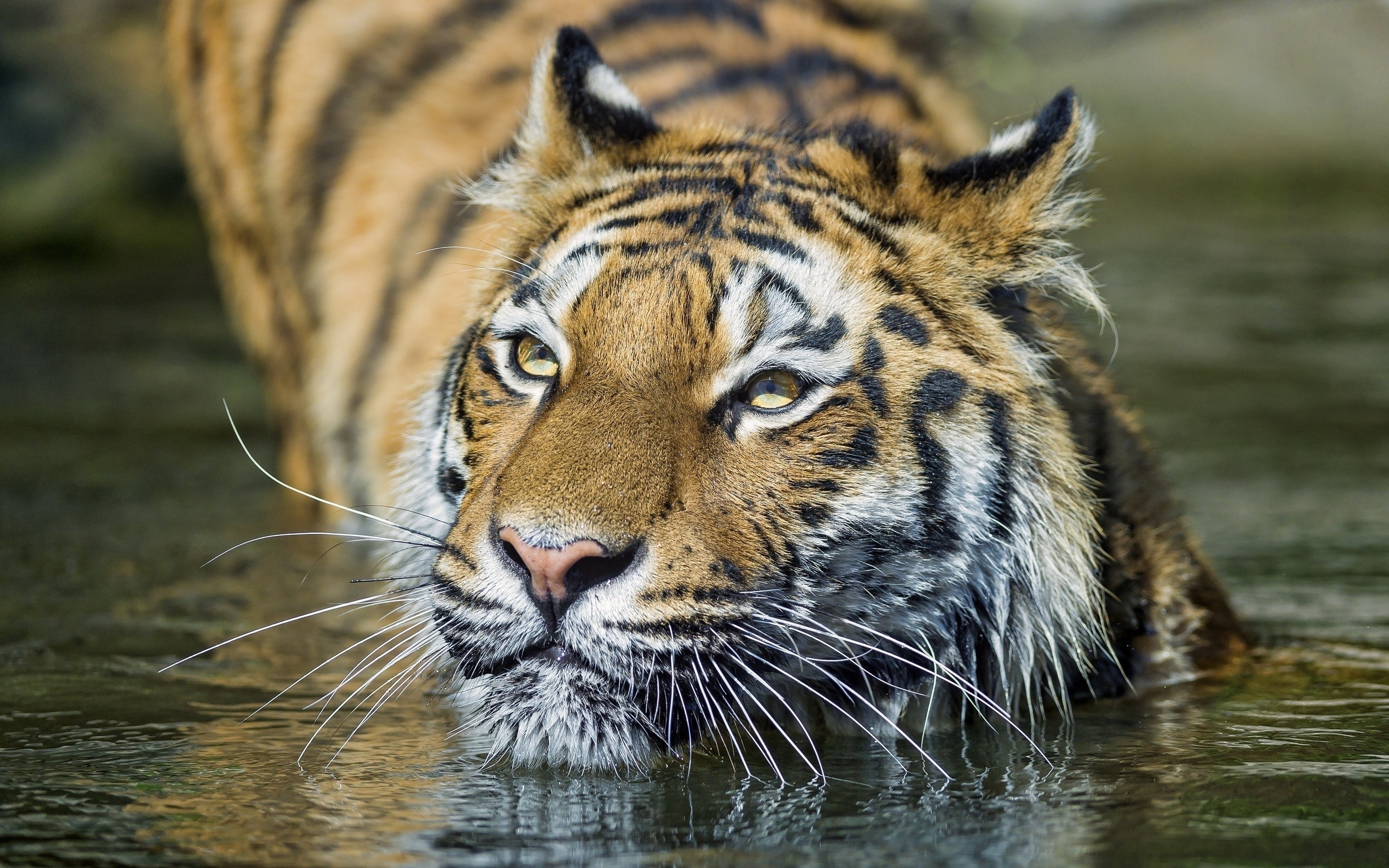 Téléchargez gratuitement l'image Animaux, Chats, Tigre sur le bureau de votre PC