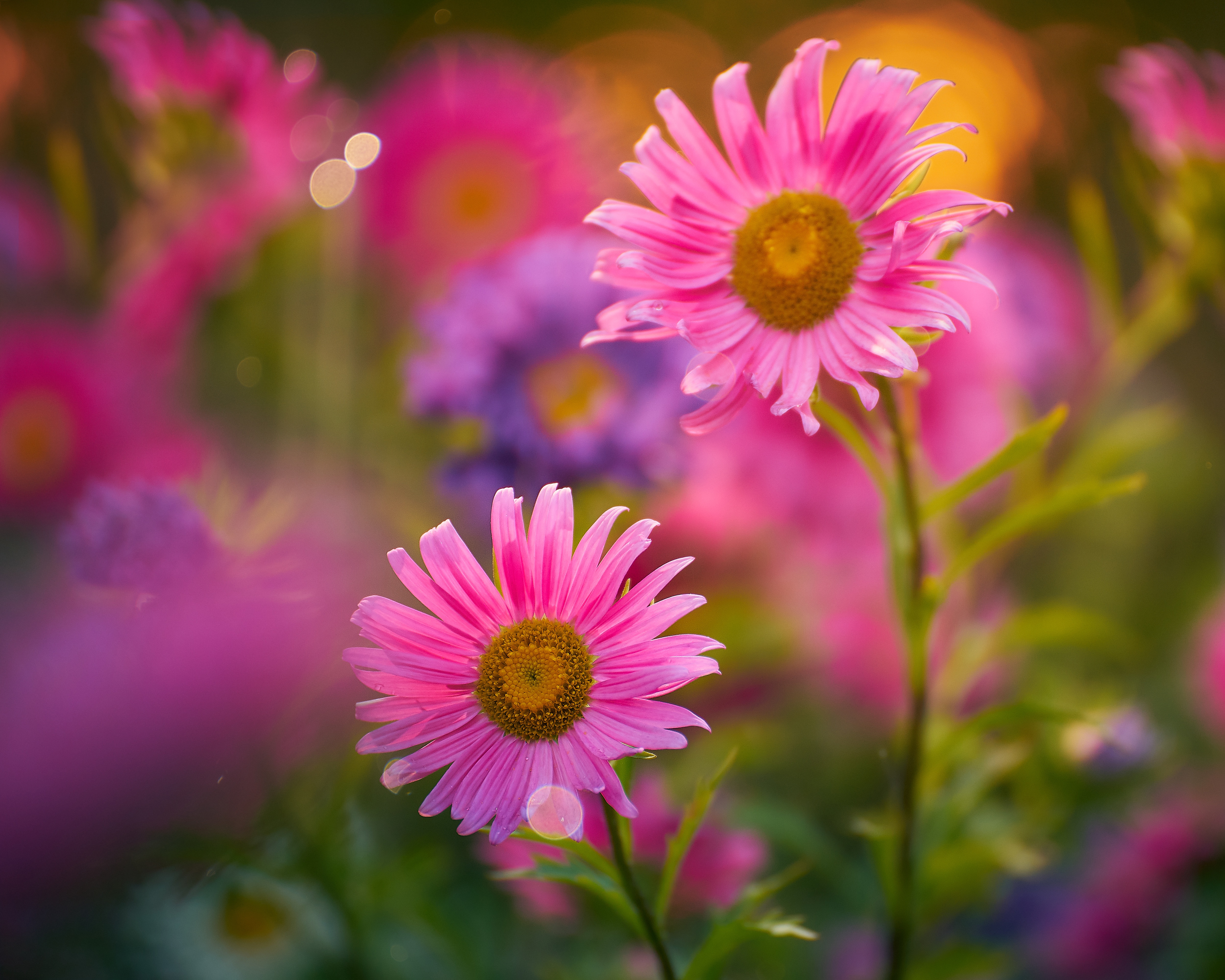 Download mobile wallpaper Flowers, Flower, Blur, Earth, Pink Flower for free.