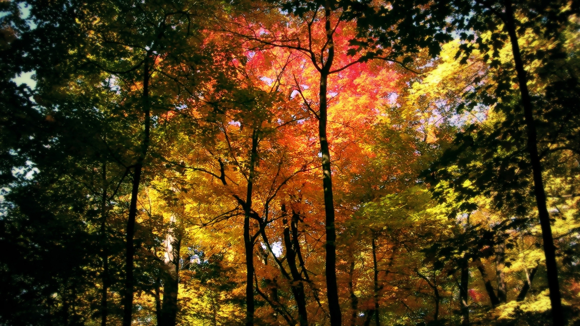 無料モバイル壁紙自然, 木, オレンジ, 風景をダウンロードします。