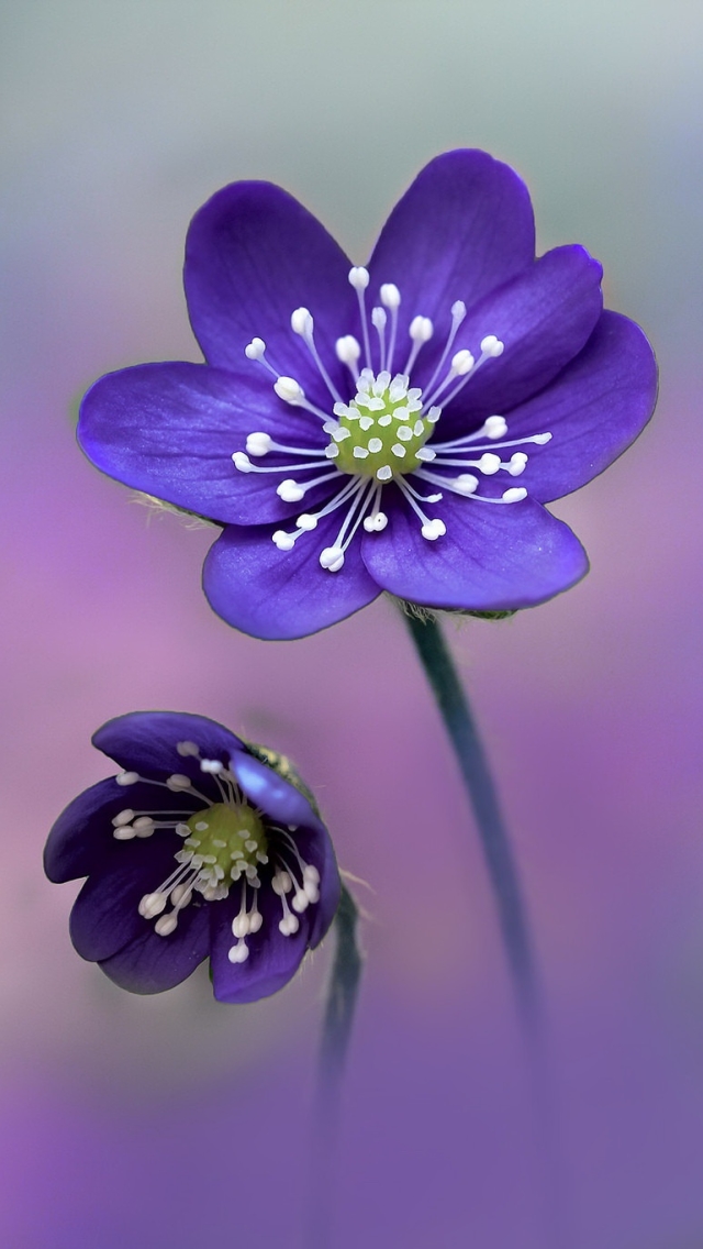 無料モバイル壁紙自然, フラワーズ, 花, 大きい, 地球, ぼかし, 紫色の花をダウンロードします。