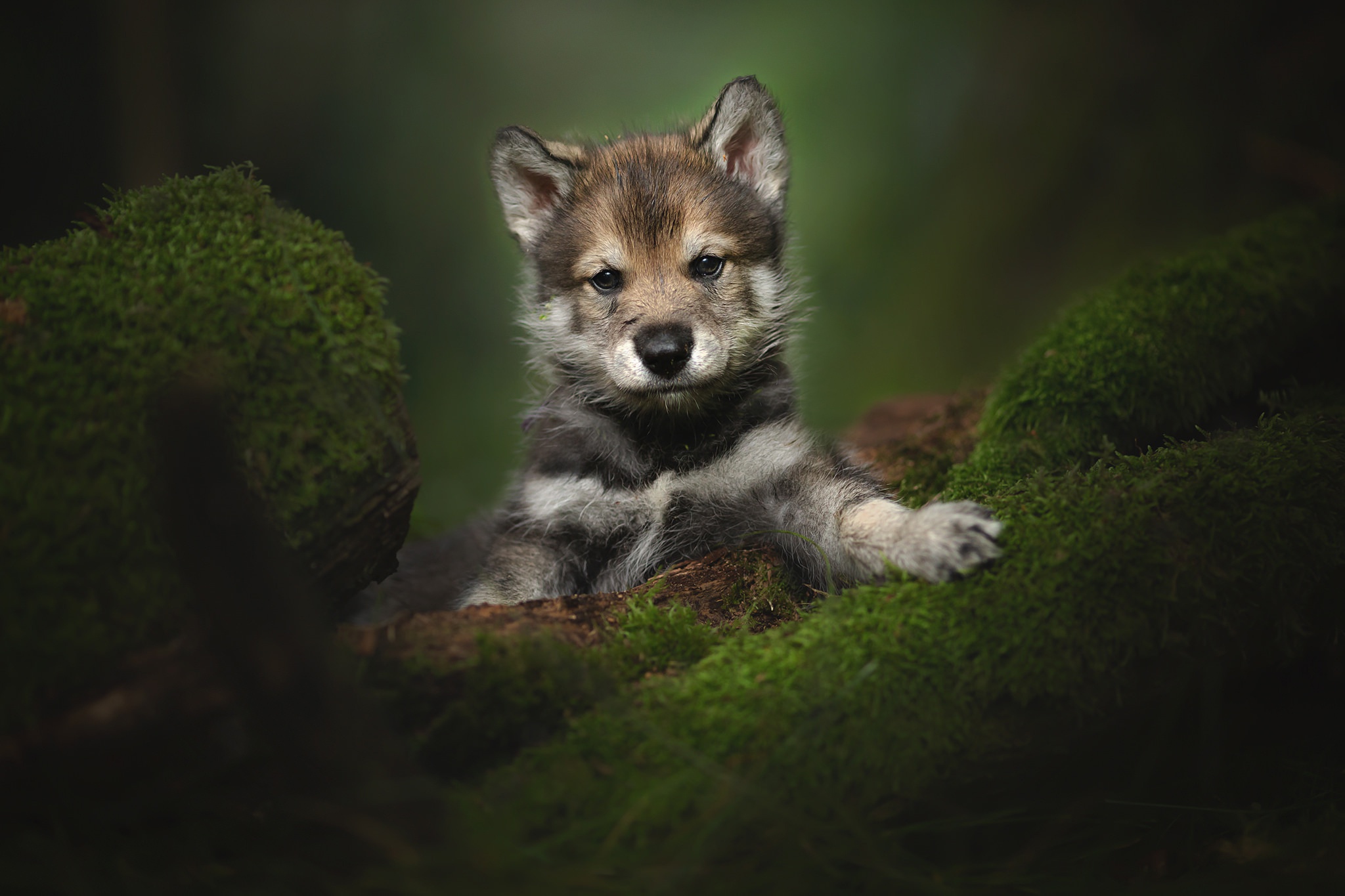 Download mobile wallpaper Dogs, Dog, Animal, Puppy, Moss, Baby Animal for free.