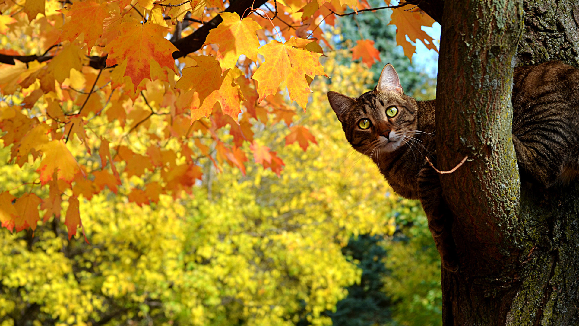 Descarga gratuita de fondo de pantalla para móvil de Animales, Gato.