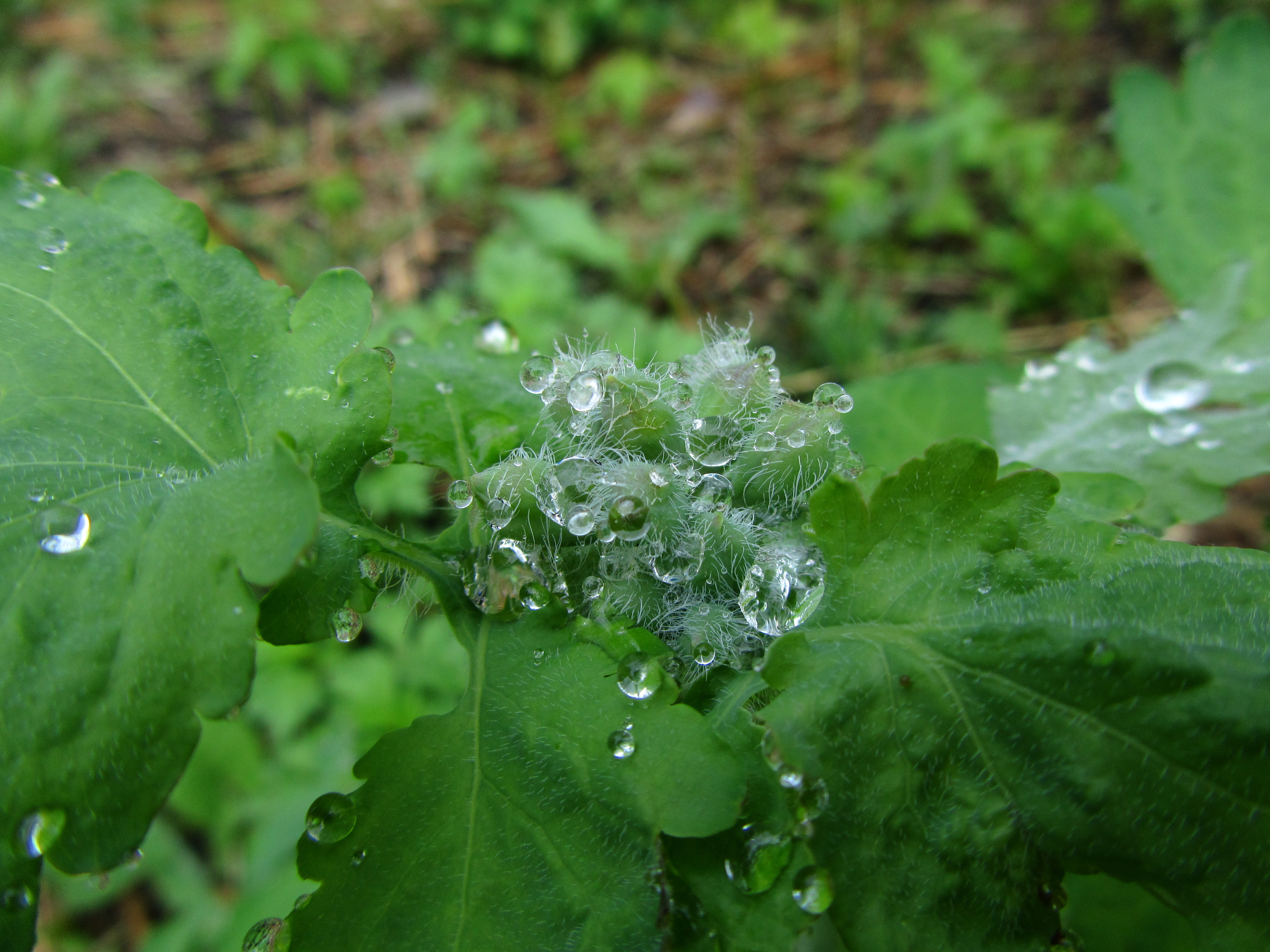 Free download wallpaper Earth, Water Drop on your PC desktop