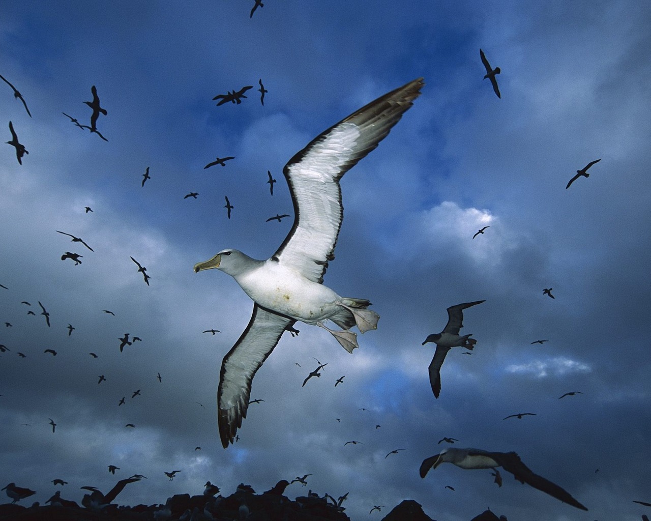 1452645 descargar imagen animales, albatros, pájaro: fondos de pantalla y protectores de pantalla gratis