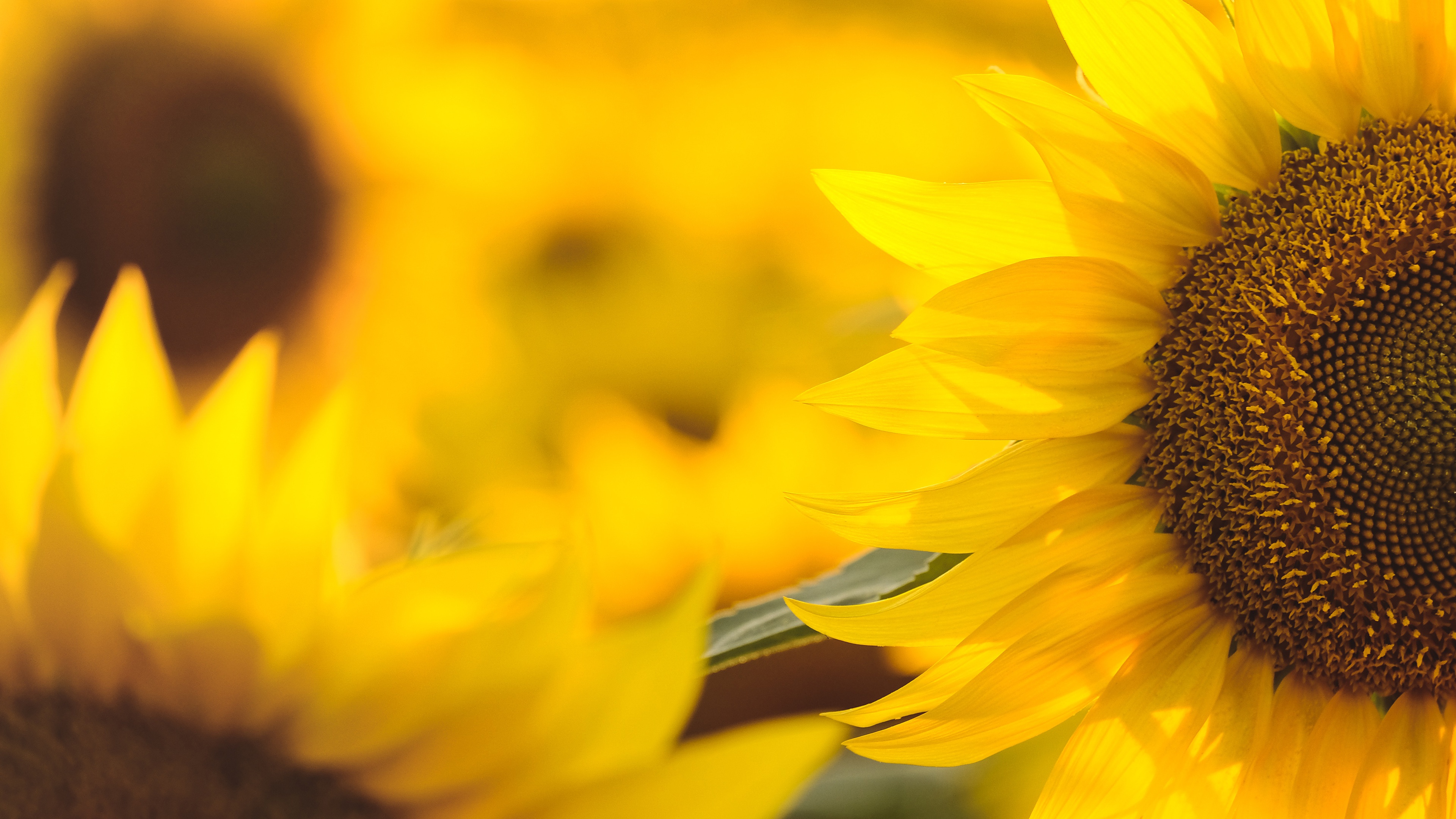 Laden Sie das Blumen, Blume, Makro, Sonnenblume, Erde/natur-Bild kostenlos auf Ihren PC-Desktop herunter