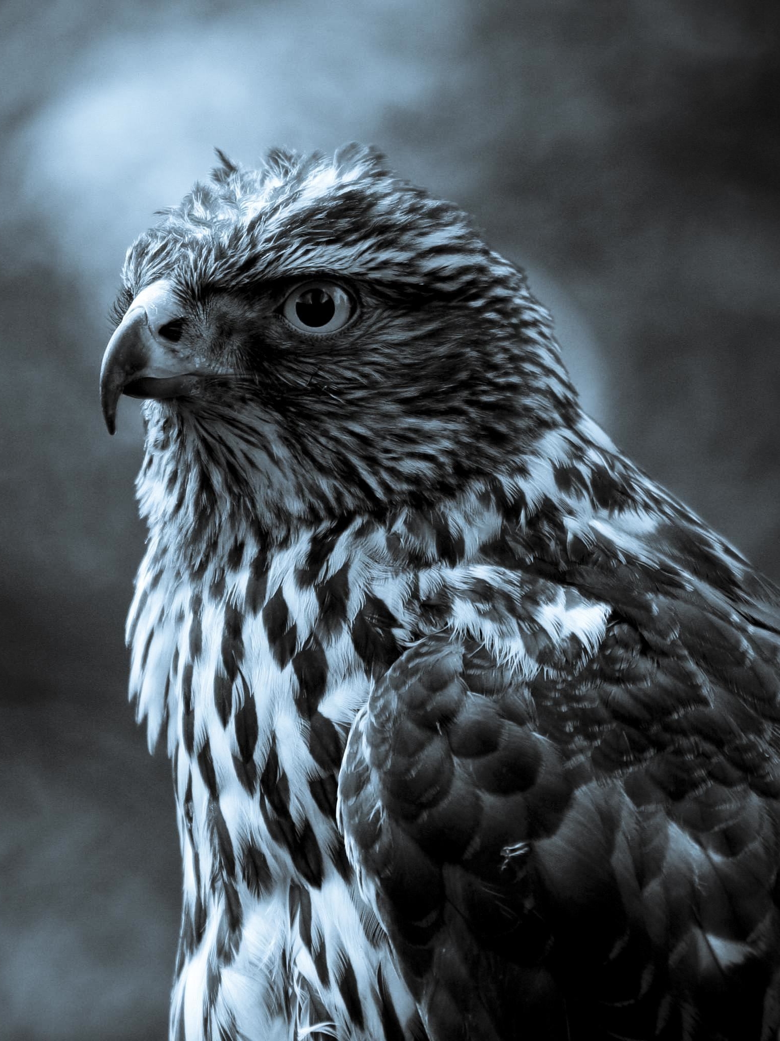 Free download wallpaper Birds, Bird, Falcon, Animal on your PC desktop