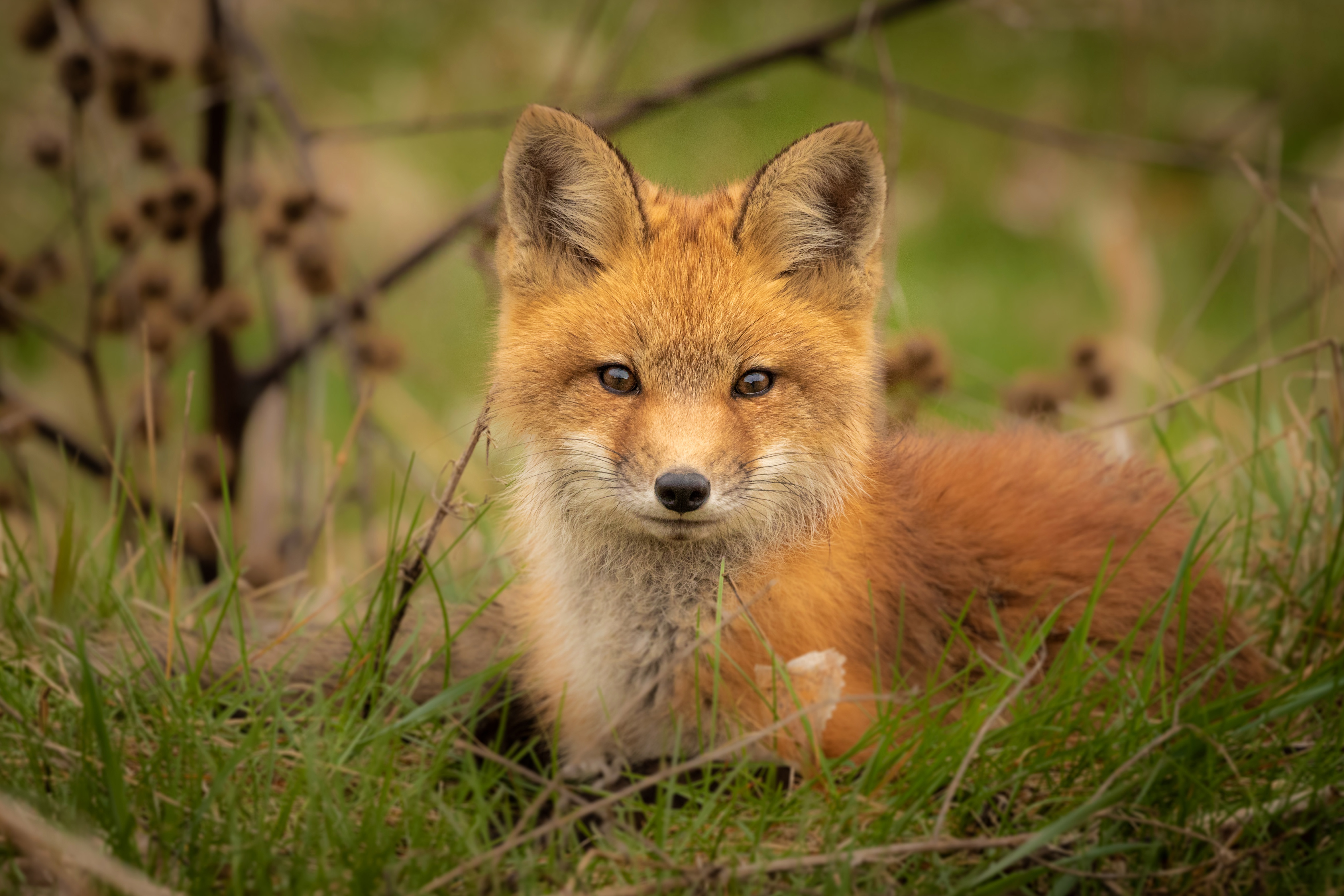 無料モバイル壁紙動物, 狐, 見詰めるをダウンロードします。