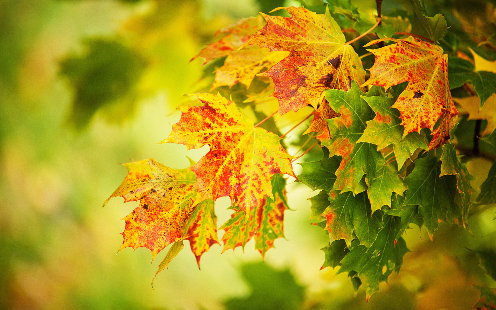 Free download wallpaper Leaf, Earth on your PC desktop