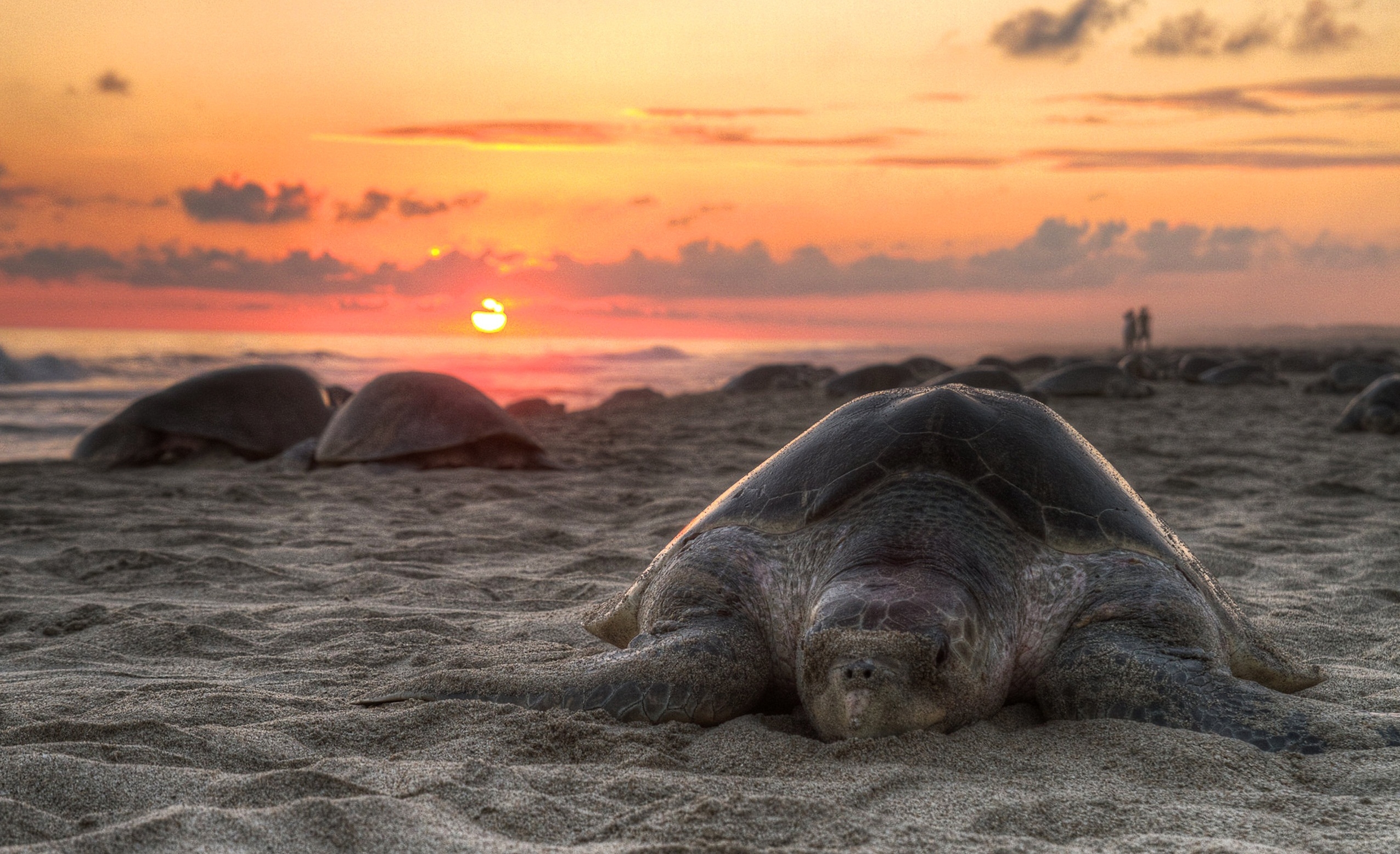 Download mobile wallpaper Shore, Animals, Bank, Sky, Sand, Sunset, Turtle for free.