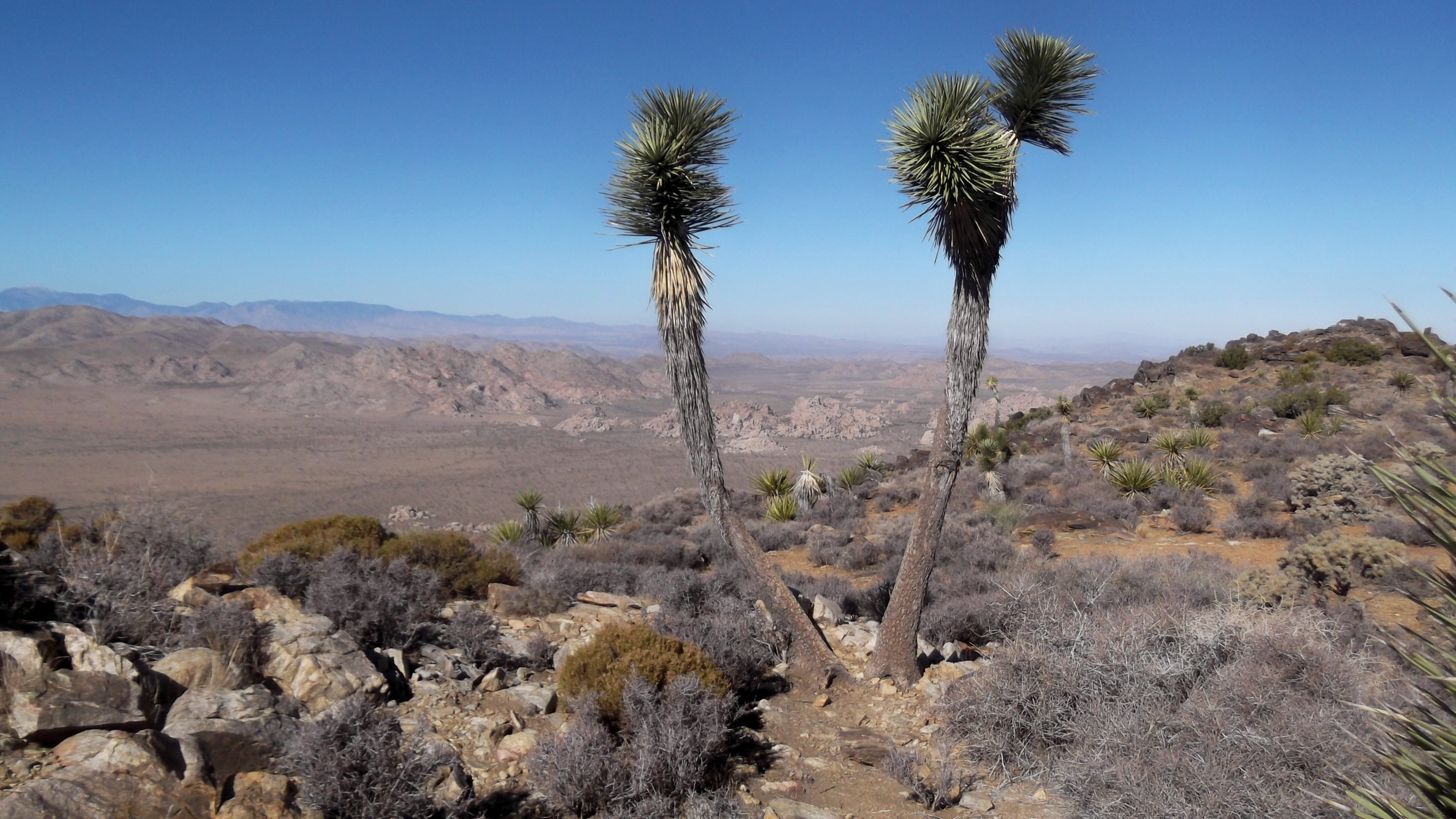 Free download wallpaper Earth, National Park, Joshua Tree National Park on your PC desktop