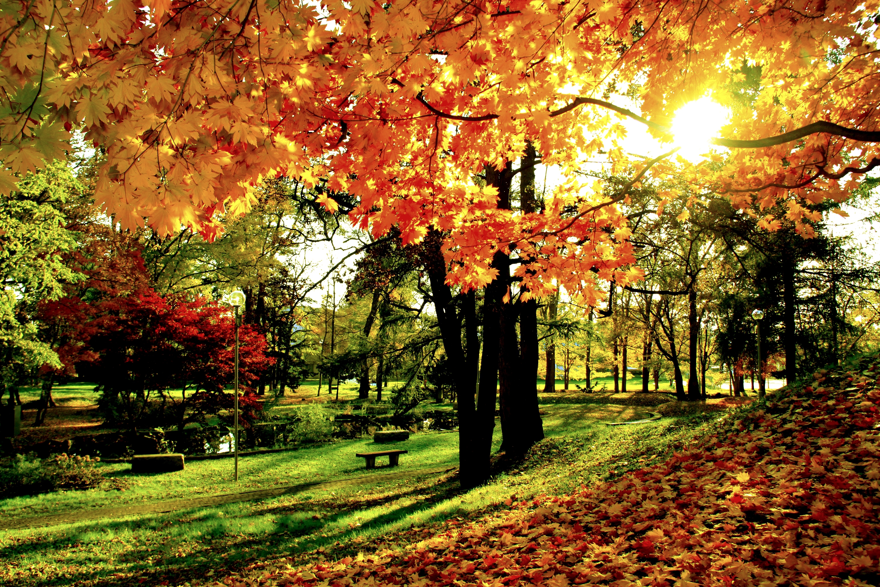 Descarga gratis la imagen Otoño, Parque, Árbol, Hoja, Fotografía en el escritorio de tu PC