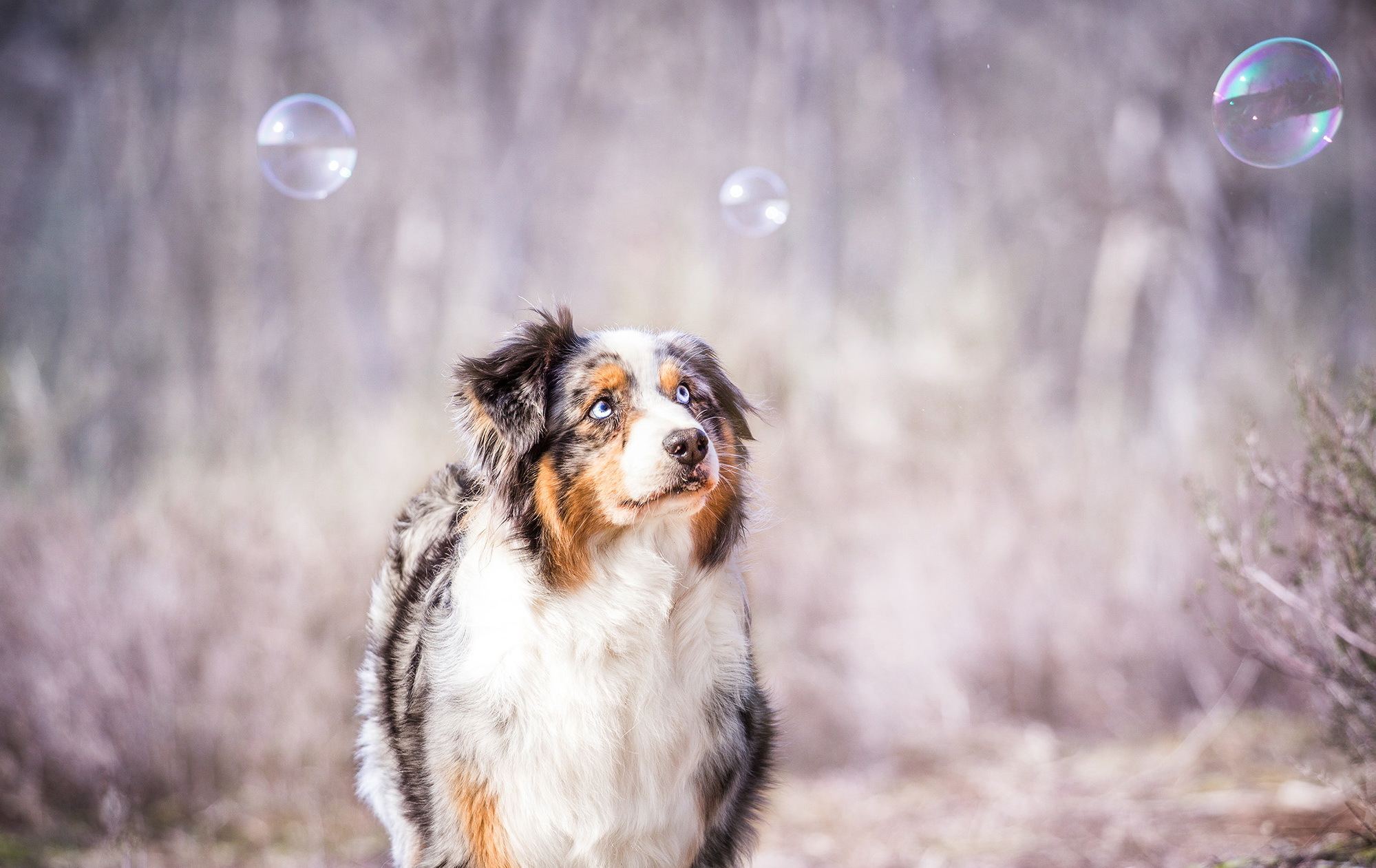 Handy-Wallpaper Tiere, Hunde, Hund, Australischer Hirte, Seifenblase kostenlos herunterladen.